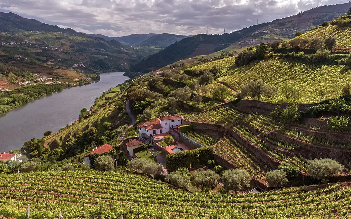 Weinanbau in Porto, Portugal