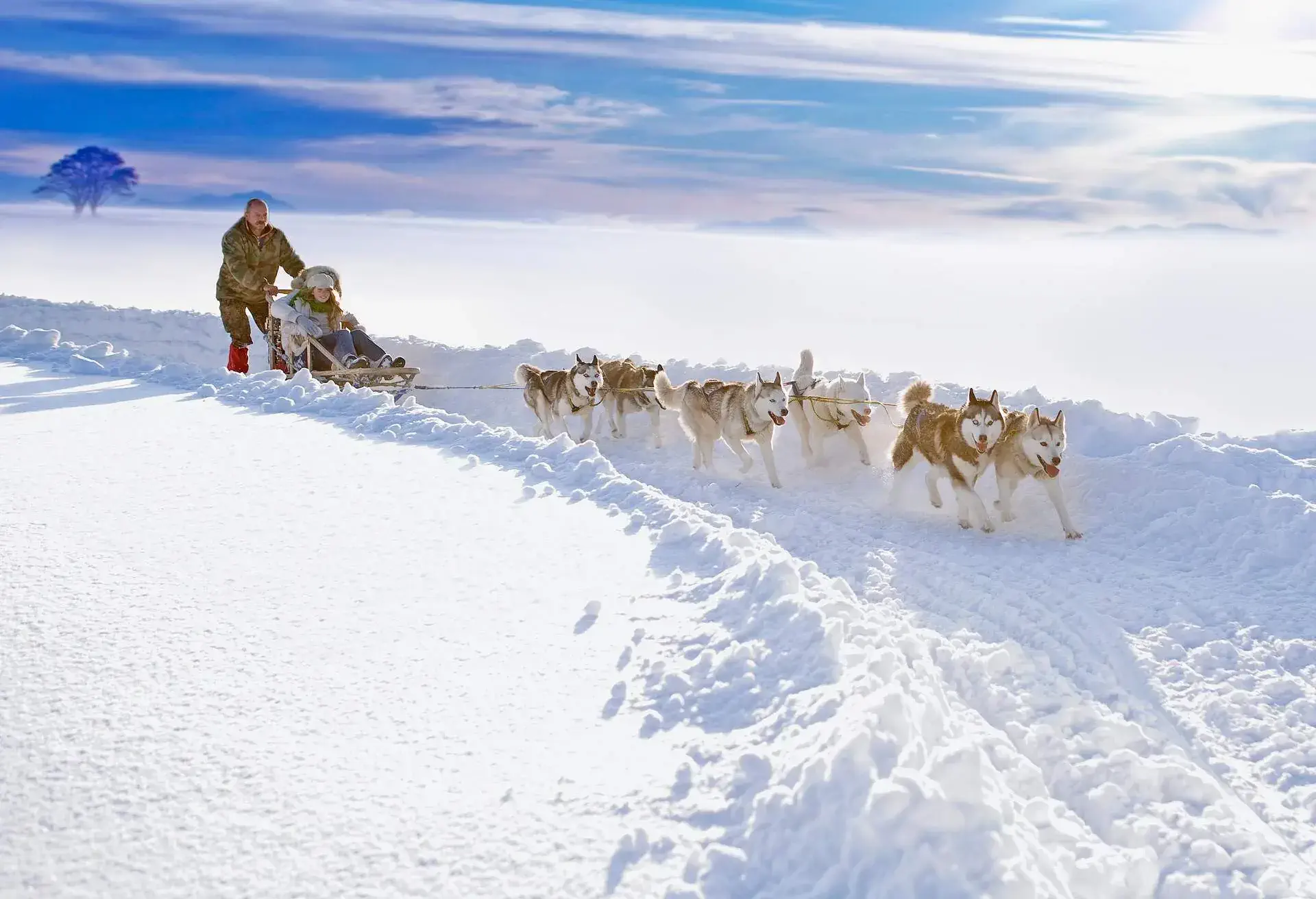Child and adult person on a sled led by huskies on a snowy path on a sunny winter day