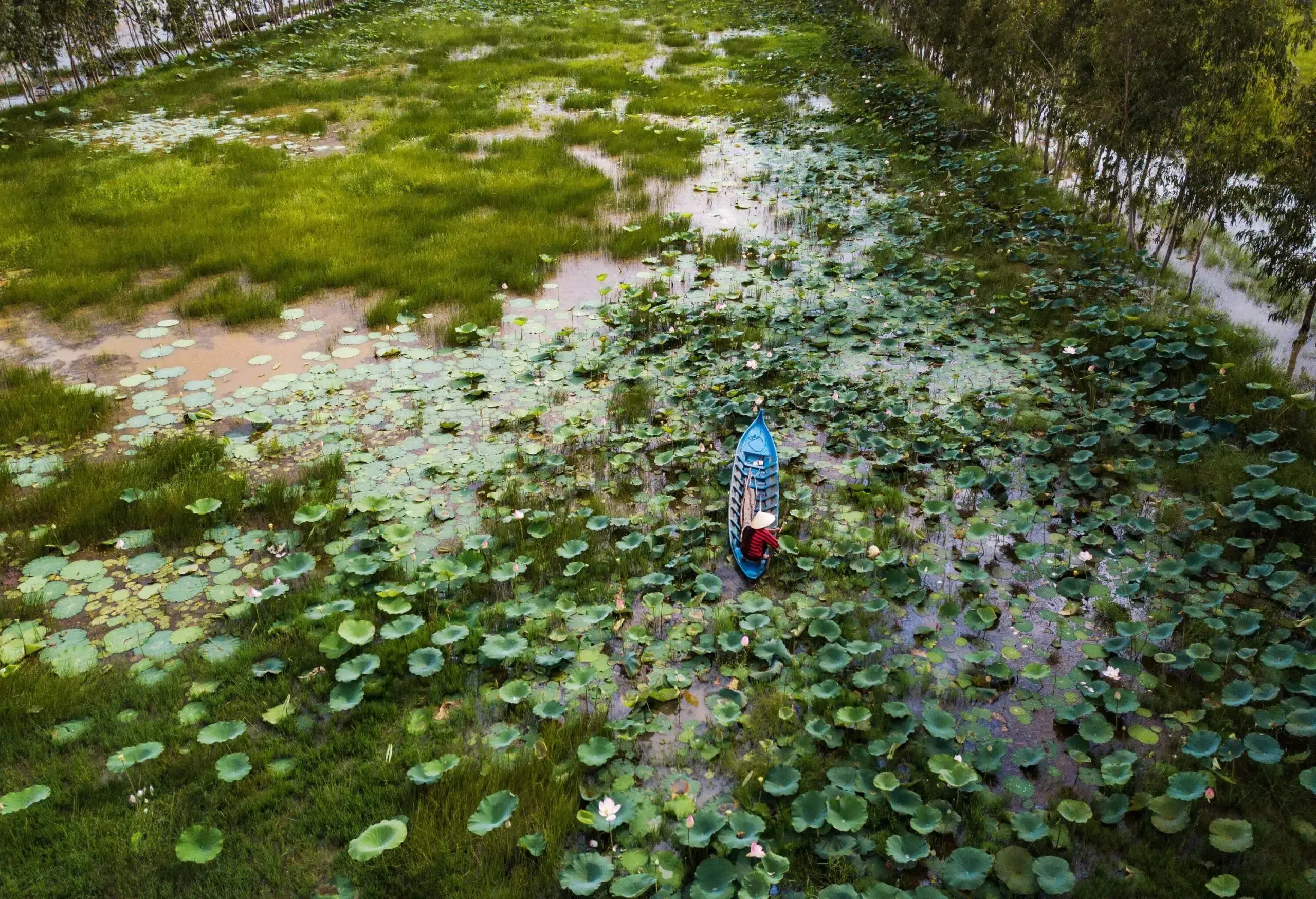 A farmer rides a blue canoe while working on a lotus pond.