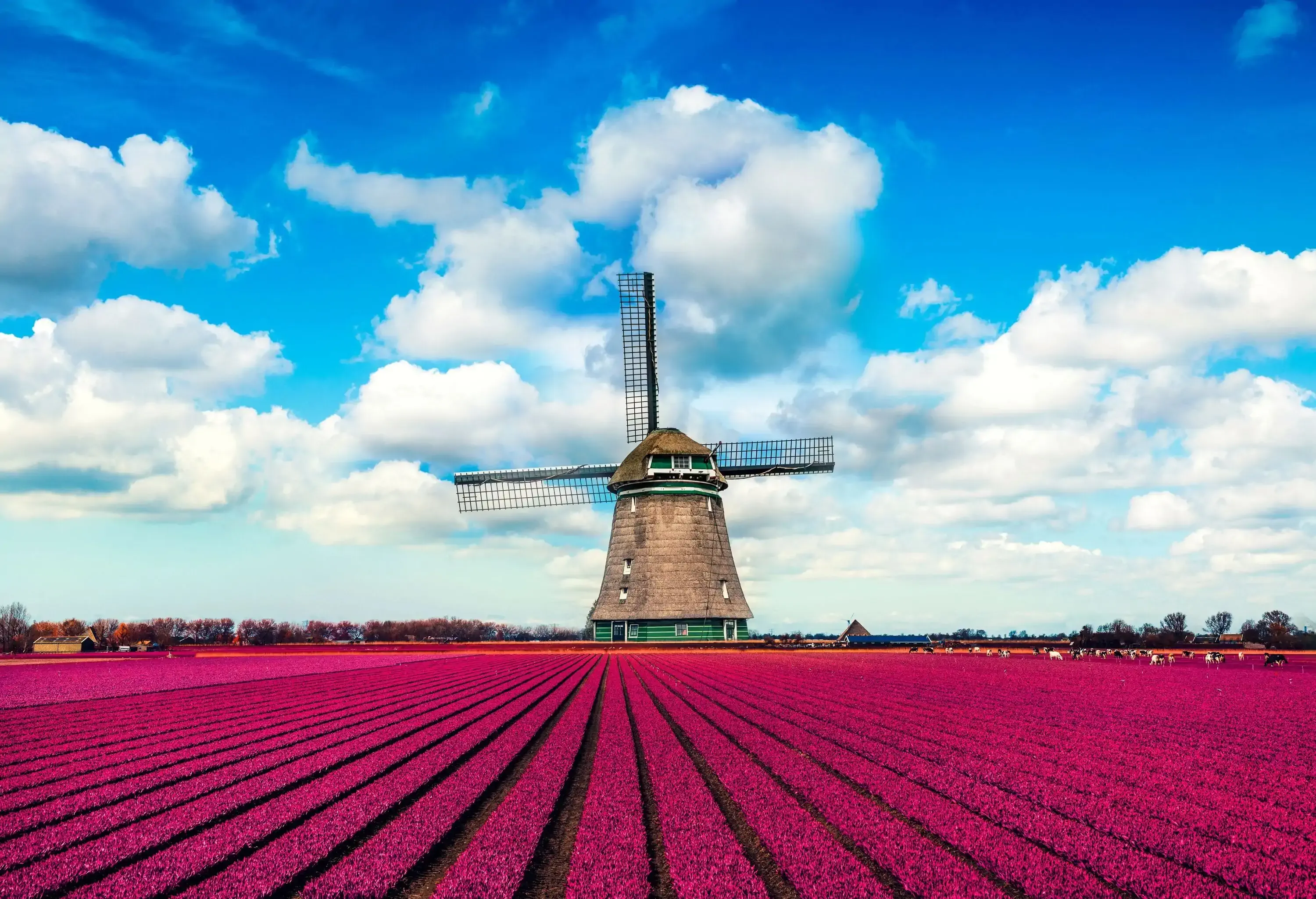 A wide colourful tulip field with a massive windmill in the centre.
