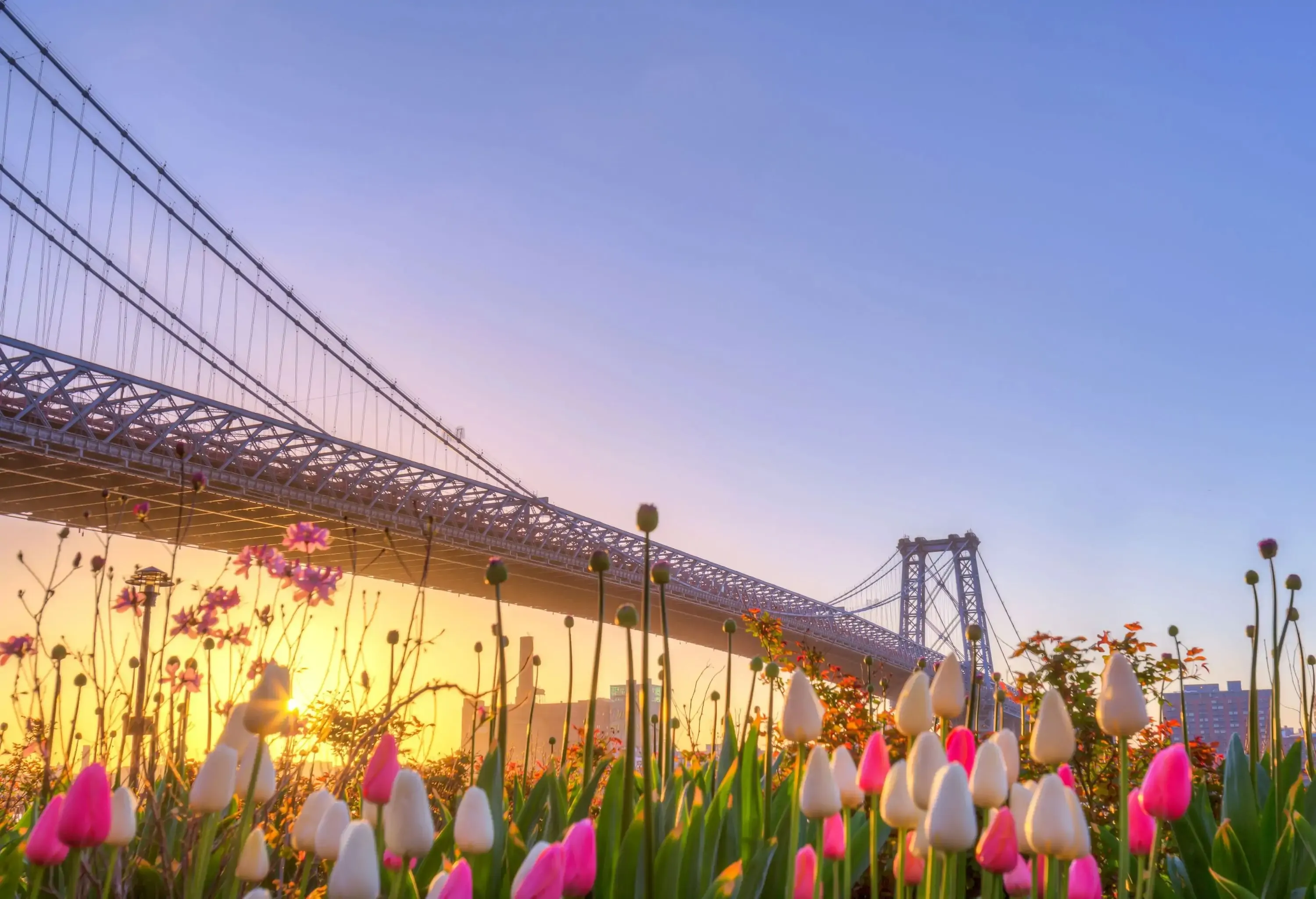 Clear, chilly Sunday morning at the East River Park overlooking the Williamsburg Bridge.It seems like all of New York City is covered in these wonderful, just blooming tulips.
