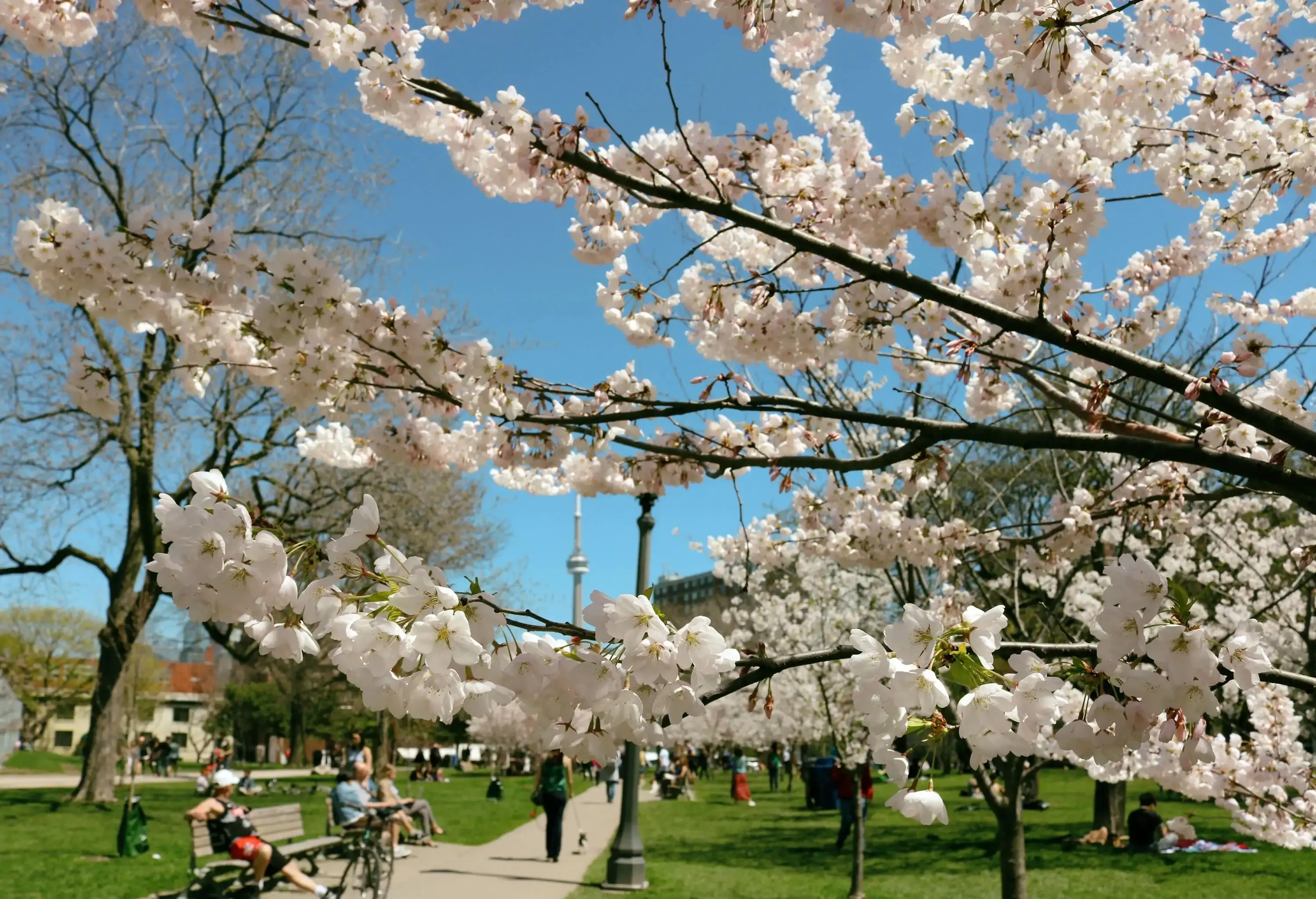 A stunning display of cherry blossoms in full bloom adorns a park.