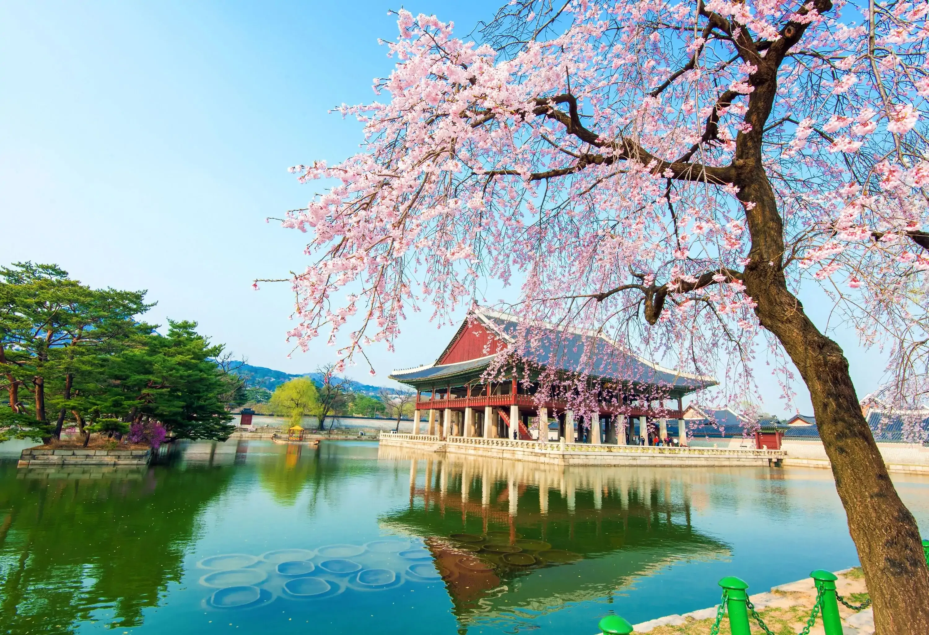 A blossoming cherry tree on the bank of a pond, with a floating pavilion in the centre.