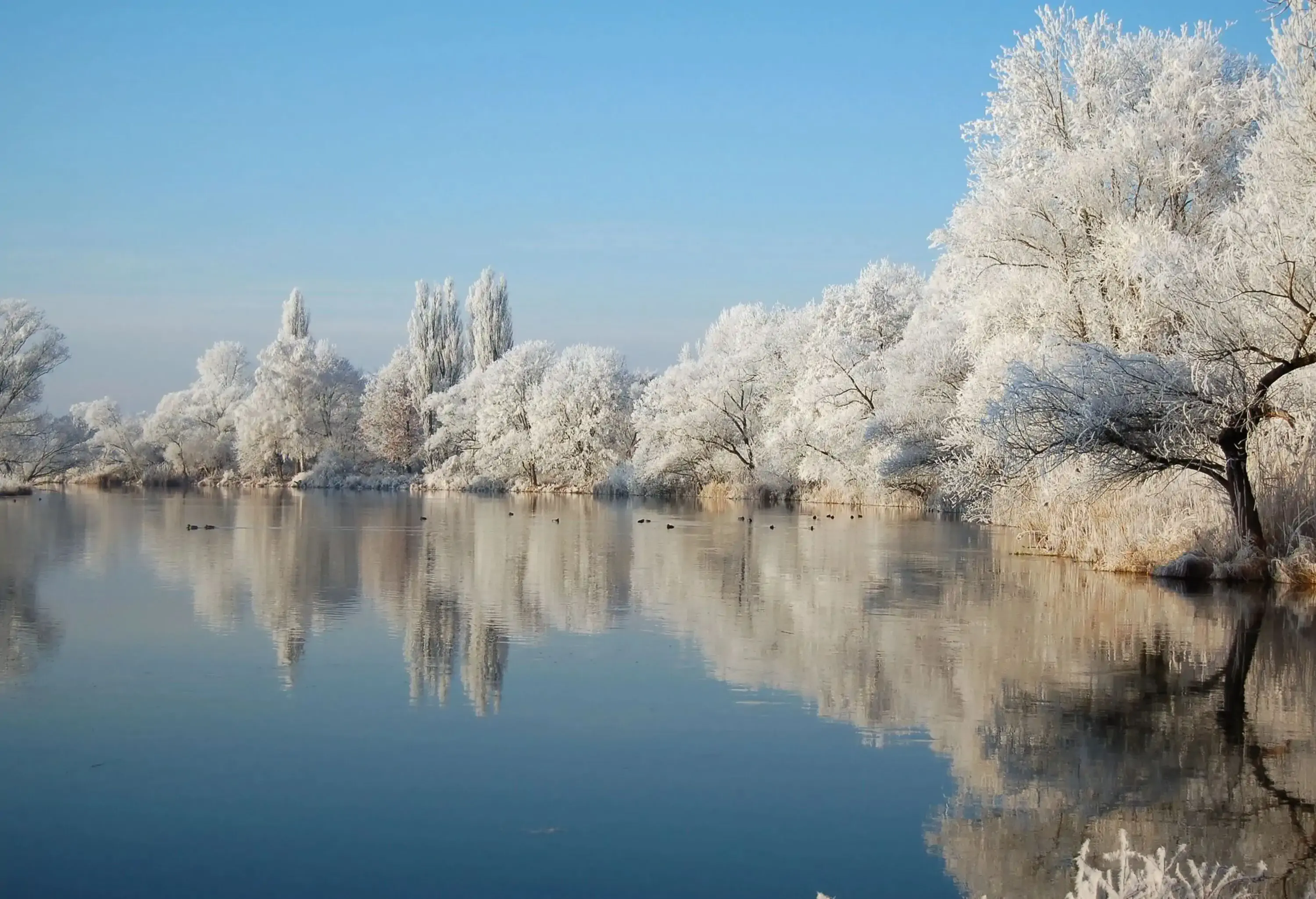 Snowy landscape of a lake surrounded by trees covered in snow on a sunny day