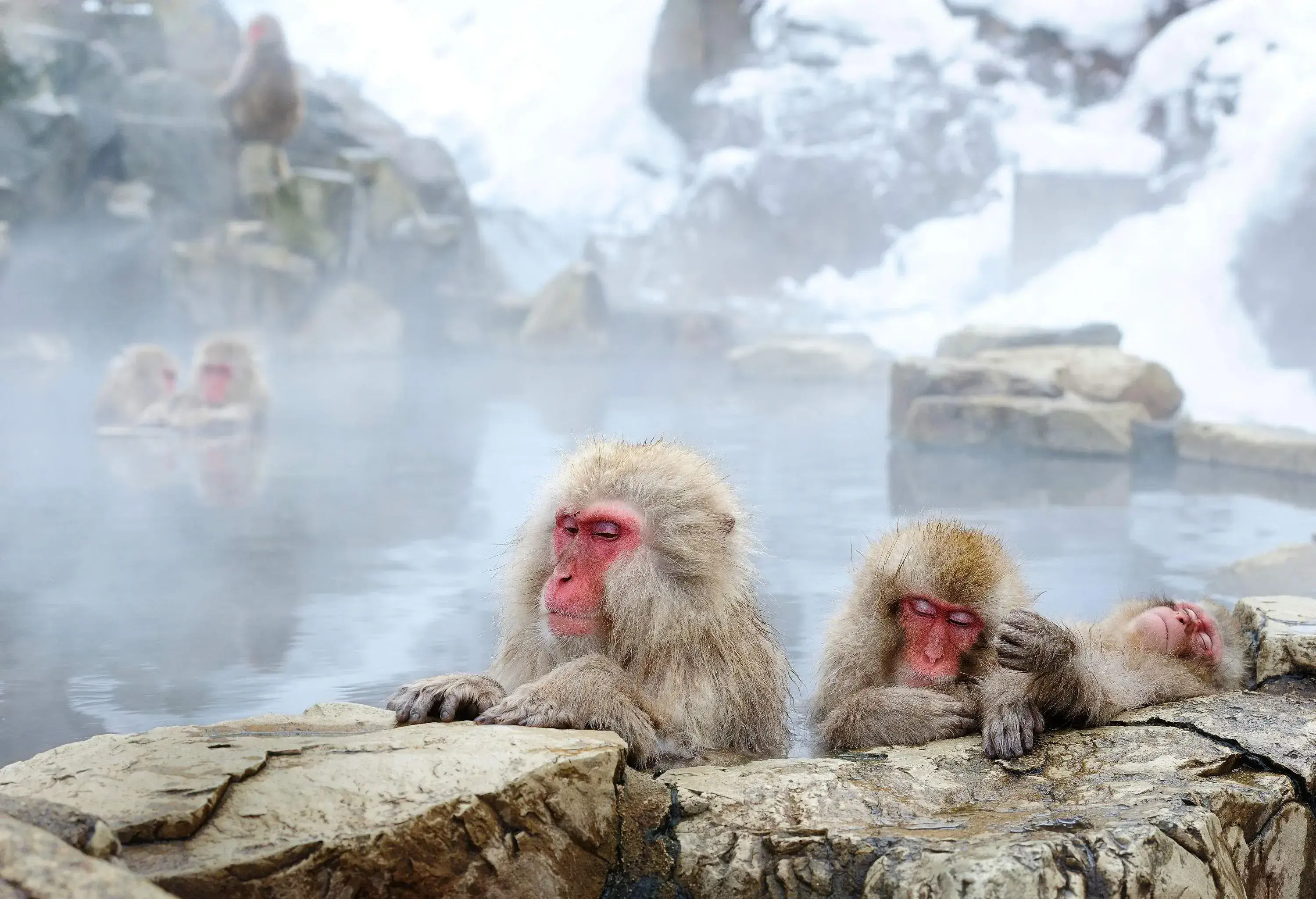Snow monkeys find respite in a steaming hot spring, their relaxed forms surrounded by rising steam.