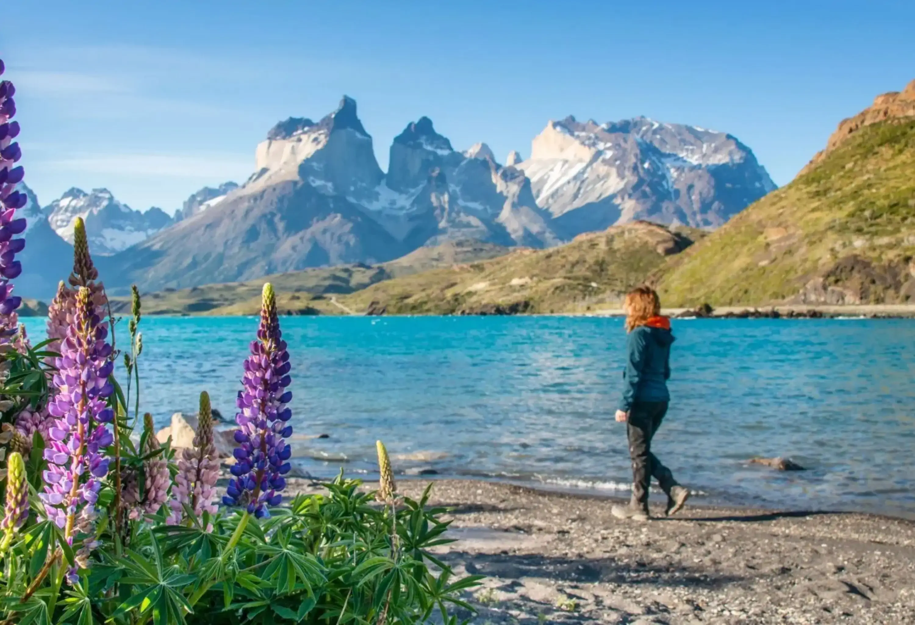 a woman walking along a lake with snowy mountains in the background and flowers in the foreground
