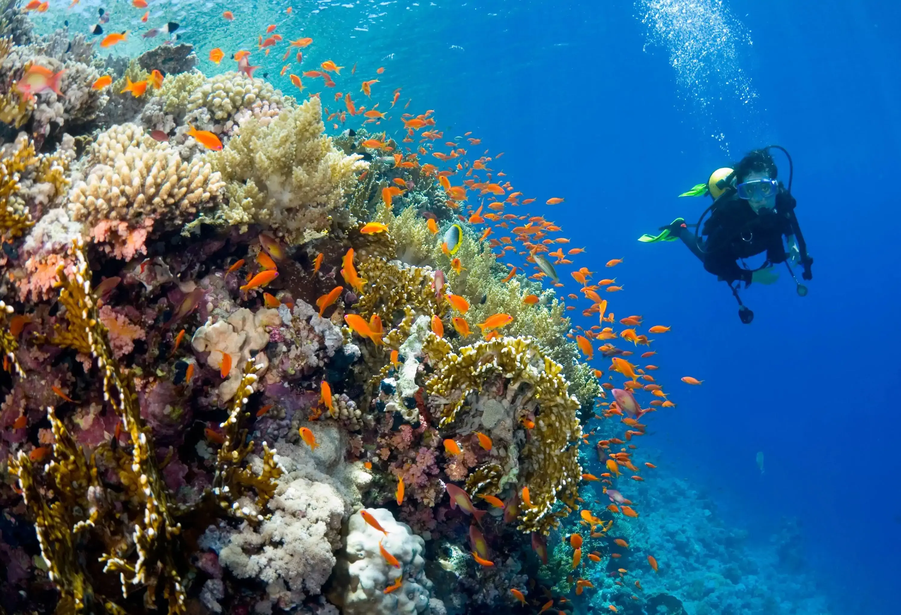 Scubadiver observing anthias moving around their home fire coral in Red Sea.