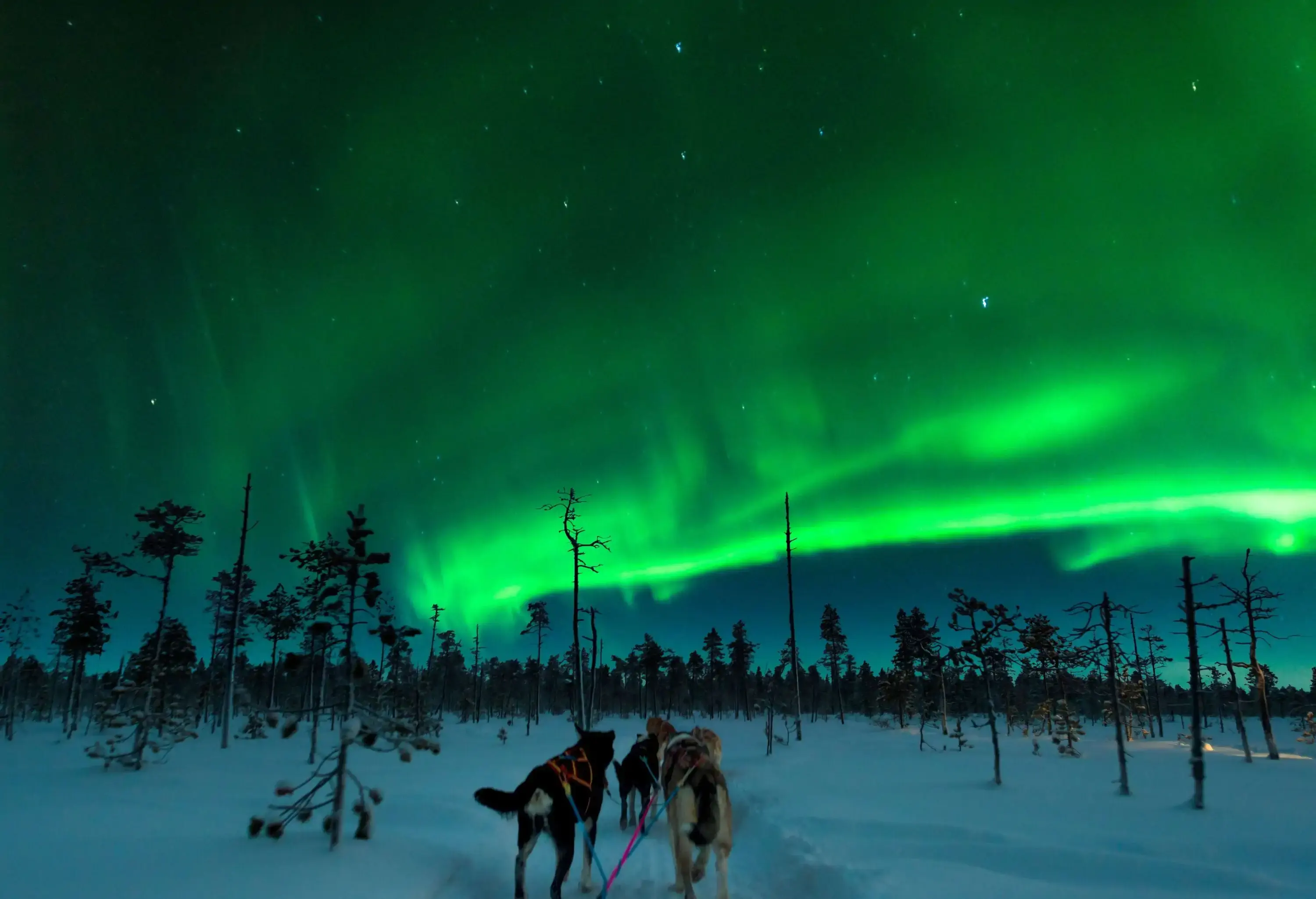 Dogs pulling a sled on a forested snowfield under the swirling green northern lights.