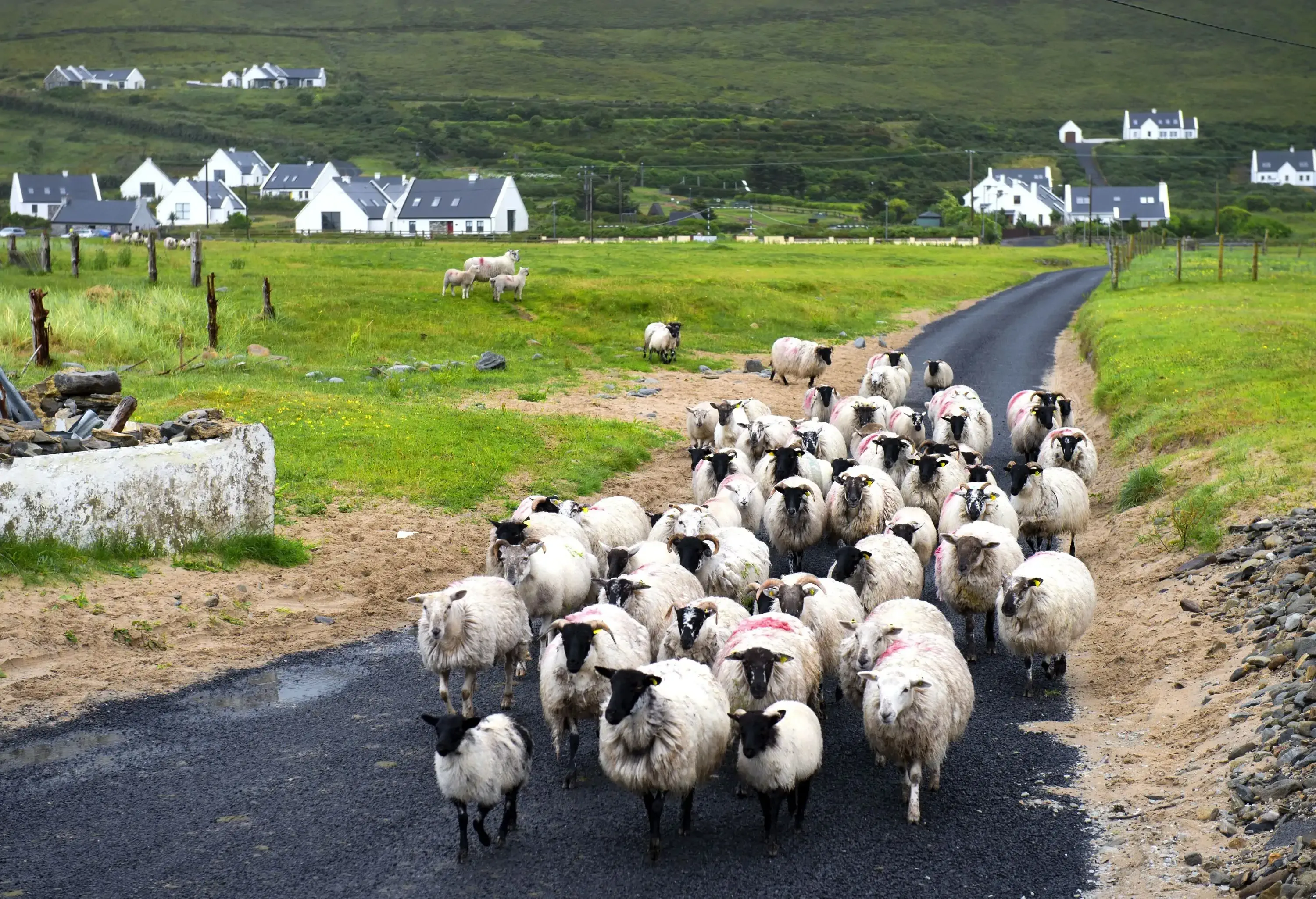 A herd of sheep on a paved road in the centre of lush meadowland with scattered traditional homes in the background.