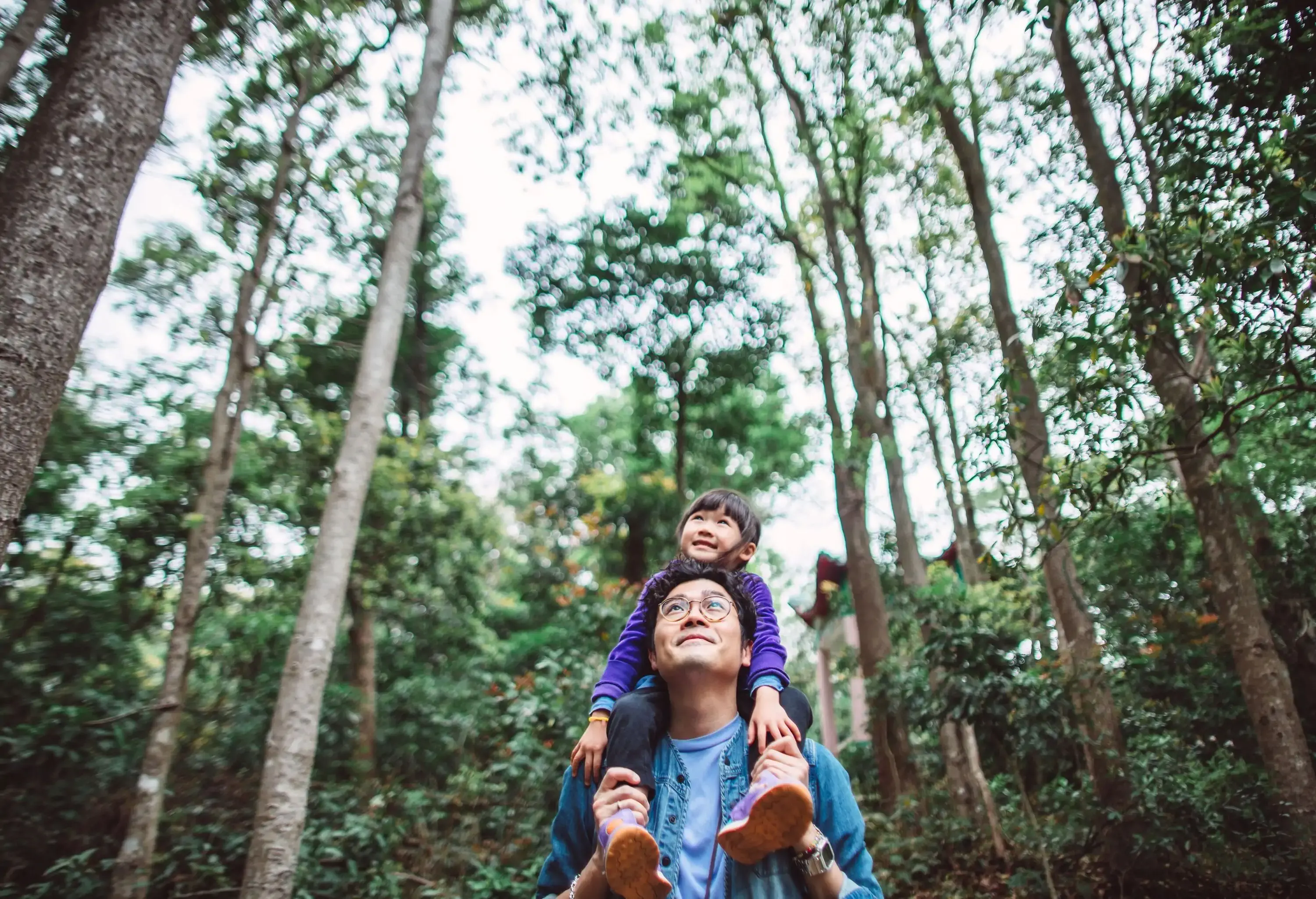 A young father with his daughter over his shoulders looking up to the treetops in the forest.