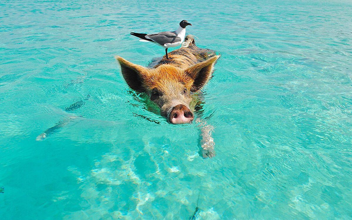 Flitterwochen Bahamas