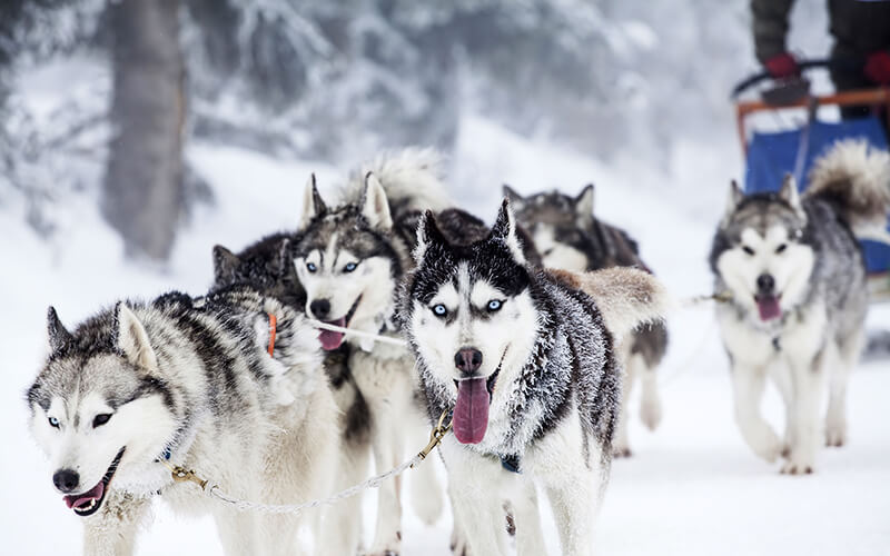 Huskys Nordlicht