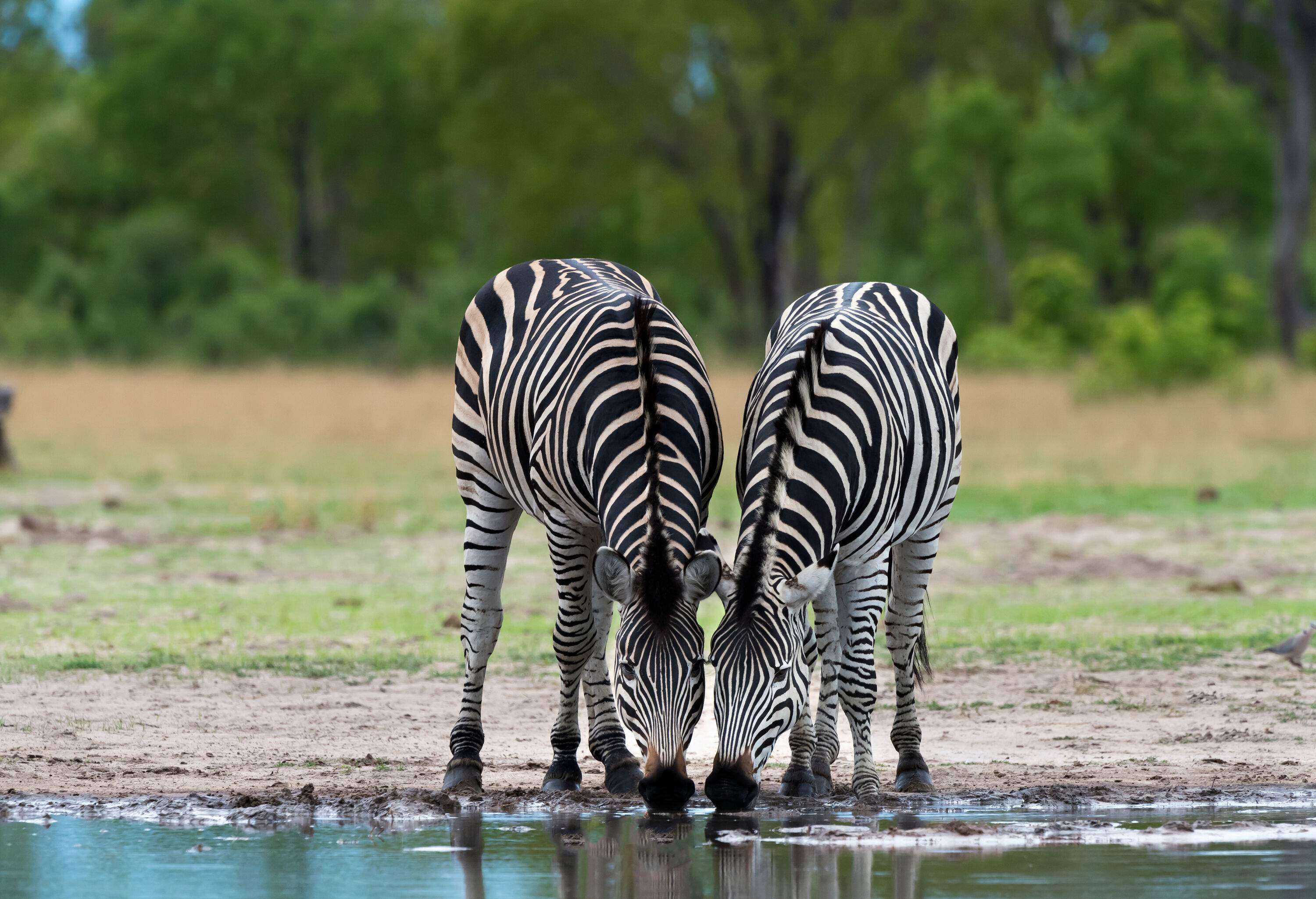 Two zebras drinking on a water source.