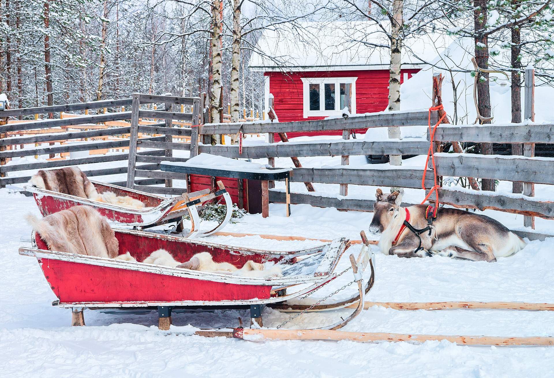 Two red sledges with fur blankets, reindeer tethered to a wooden fence and a red house in a snowy forest.