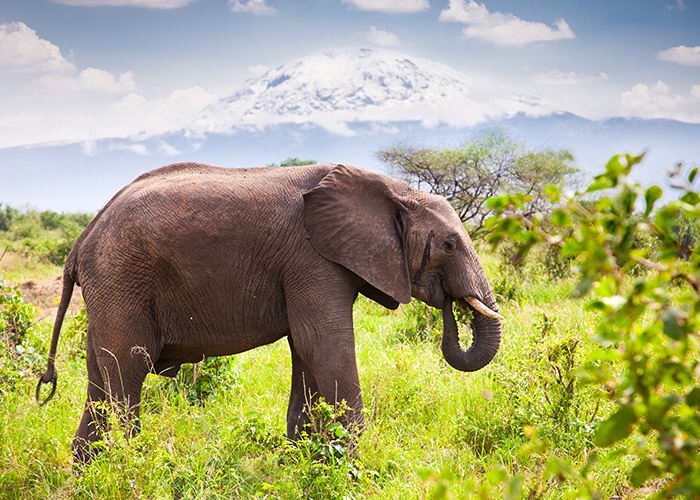 6 Tipps für eine günstige & bezahlbare Safari in Afrika KAYAK