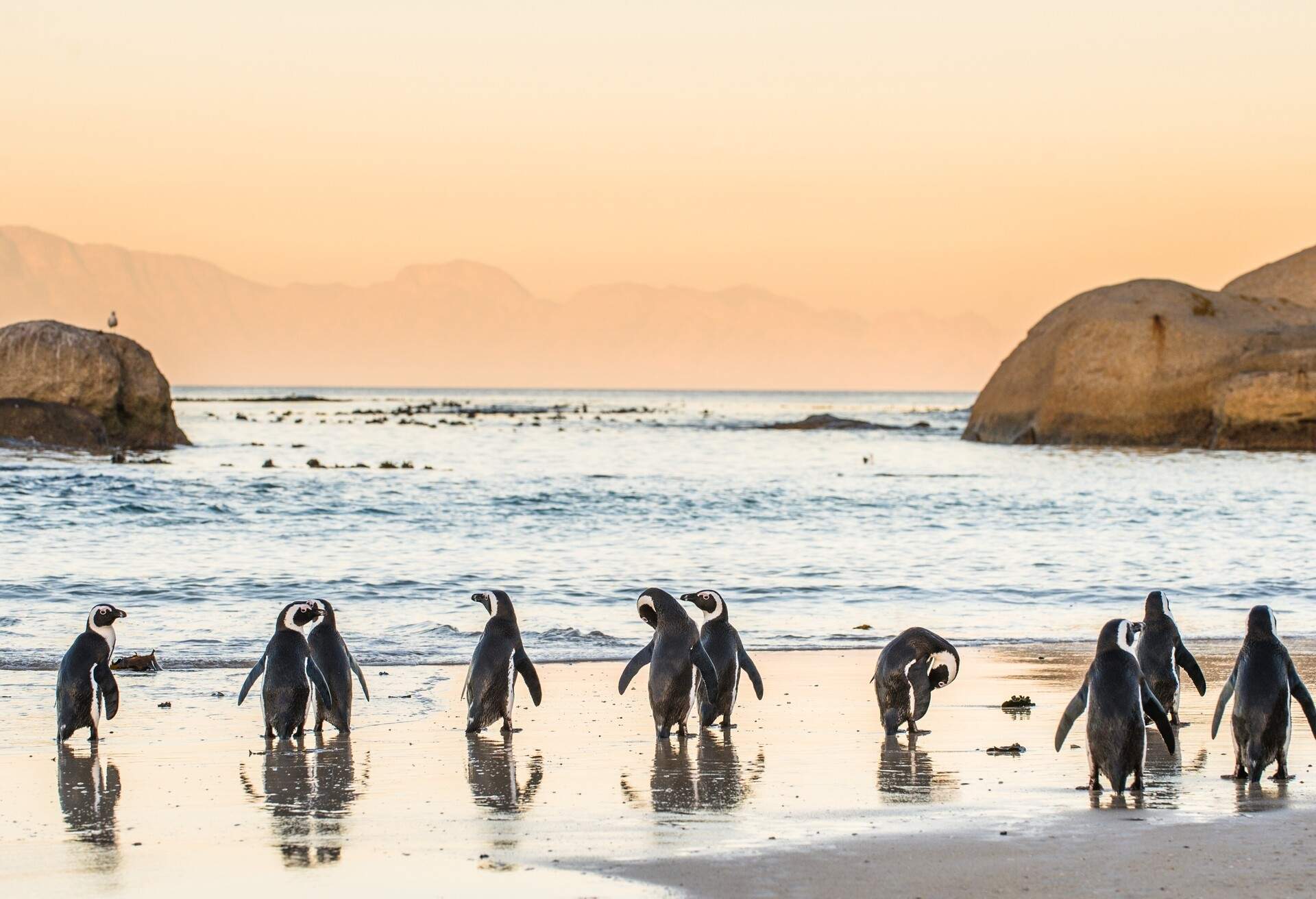 A flock of African penguins on the sandy coast is captured at sunset.