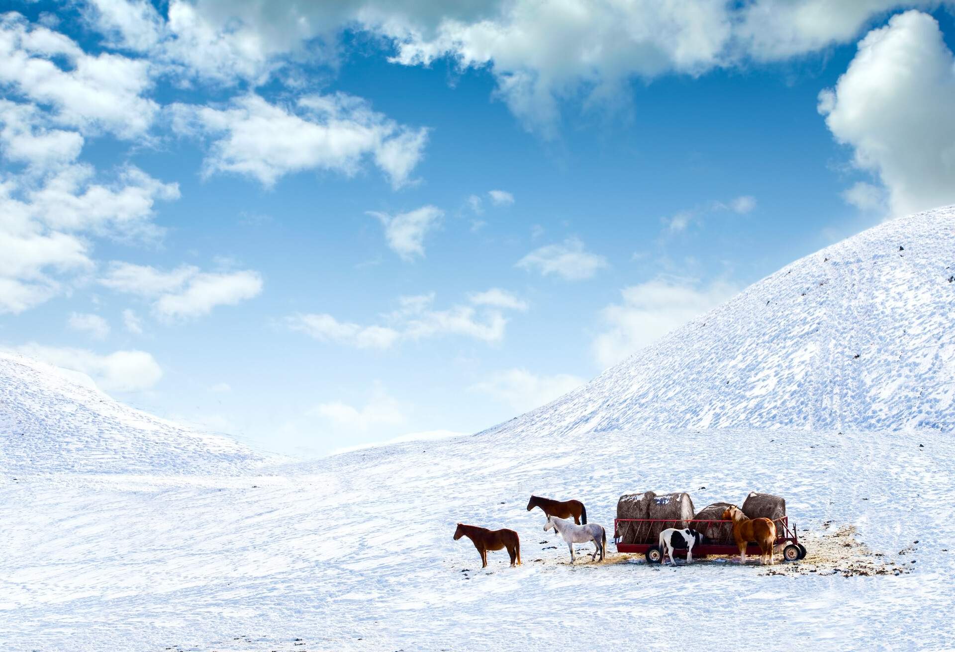 Horses and carriages loaded with large logs on snowy hills.