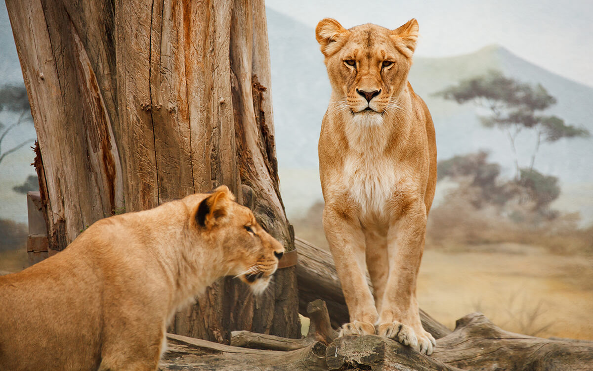 Safari Afrika Löwen