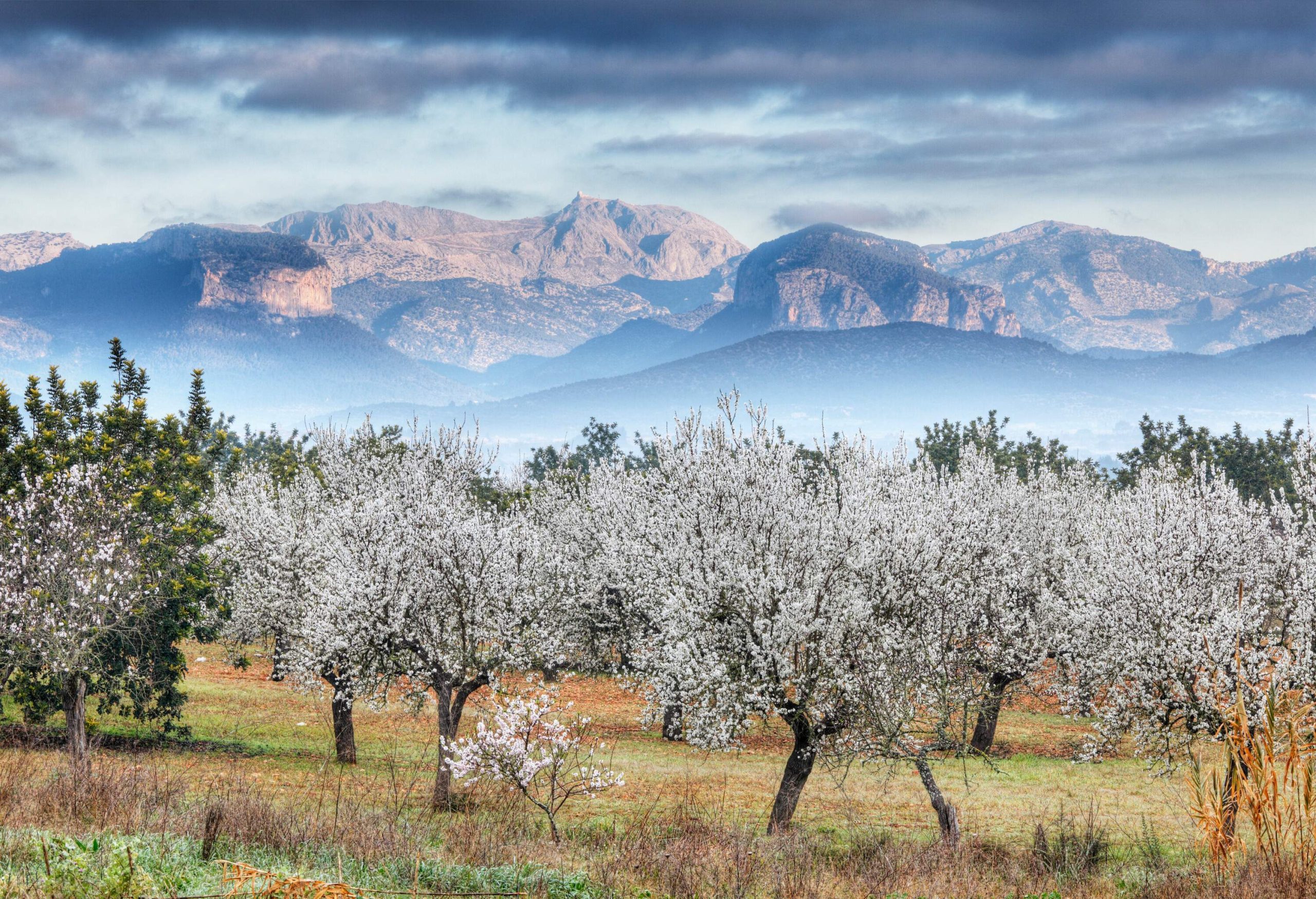 Flowering trees on withered grassland with rock mountains in the background.