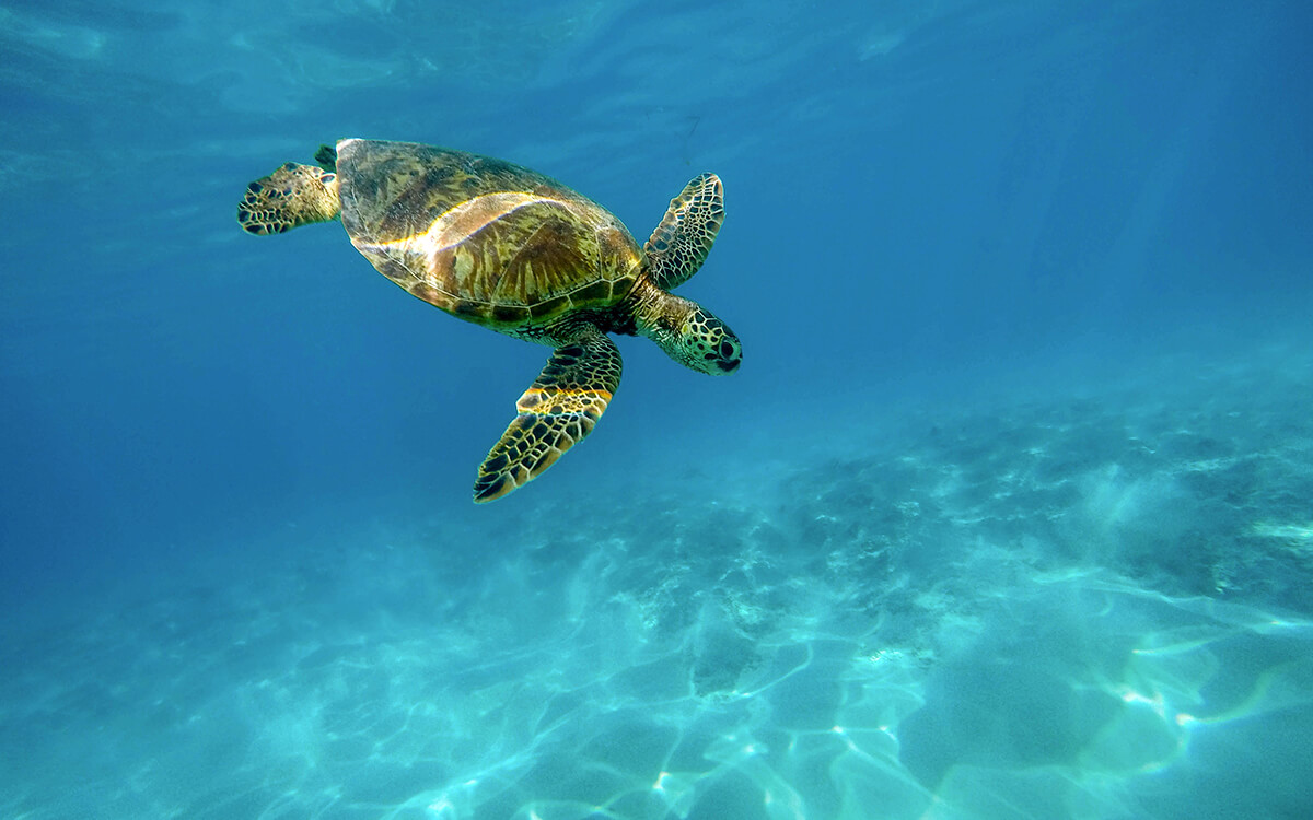 Wasserschildkröte