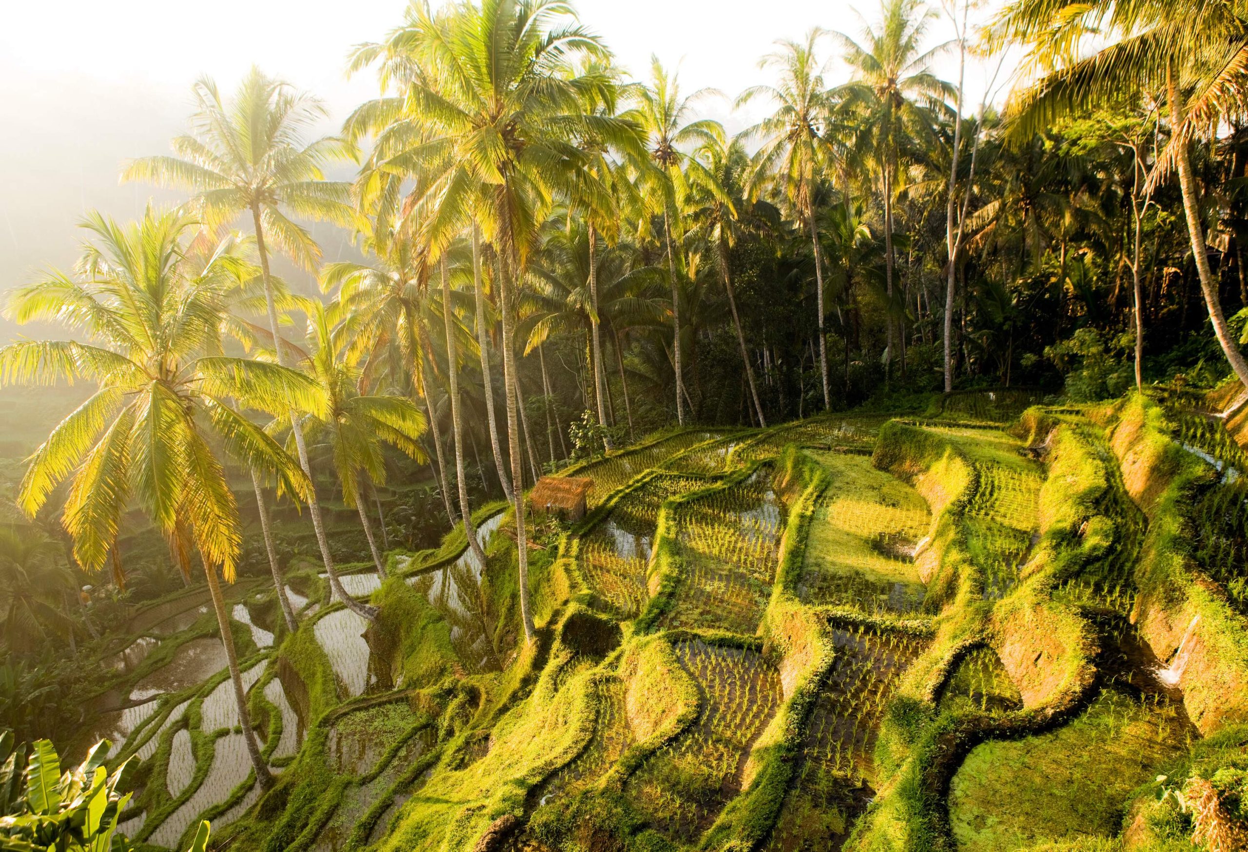 The sun shines through the rice terraces under the canopy of palm trees.