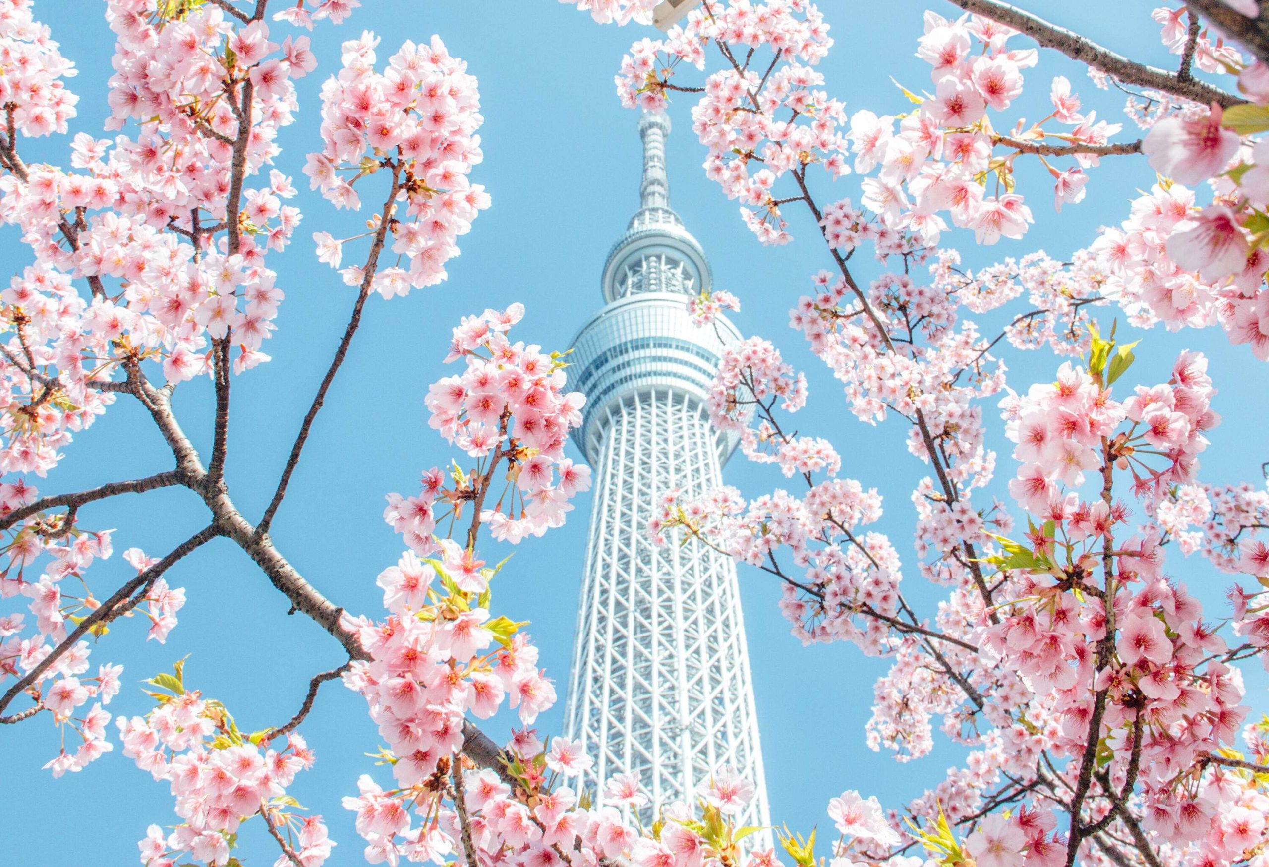 Clusters of pink cherry blossoms and the Tokyo Skytree against a clear blue sky.