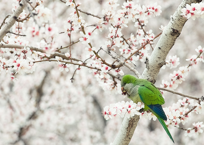 Renata Apanaviciene/Shutterstock.com | Kirschblüte in Sant Climent de Llobregat
