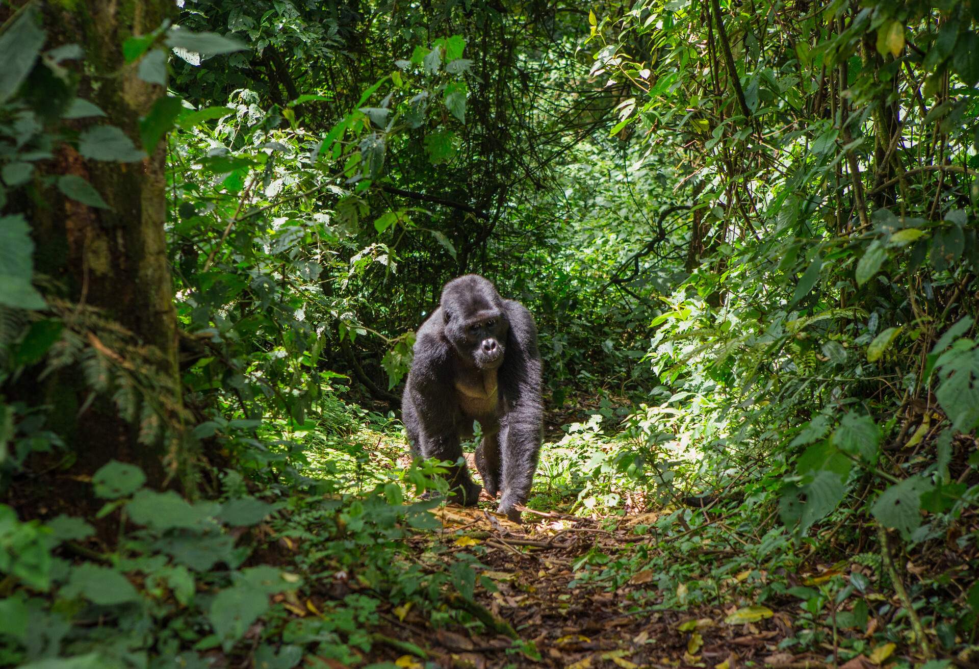 DEST_UGANDA_Bwindi_National_Park_shutterstock_355162442