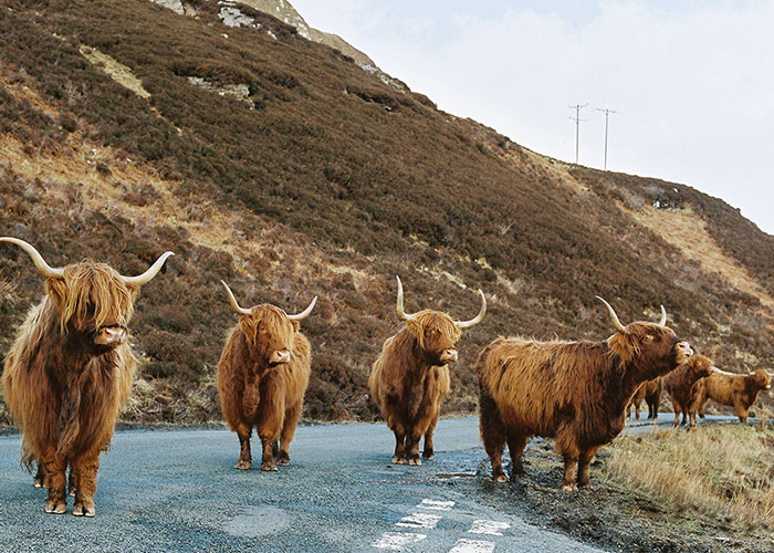 Ray/EyeEm.com | Zottige Hochlandrinder auf der Isle of Skye © 