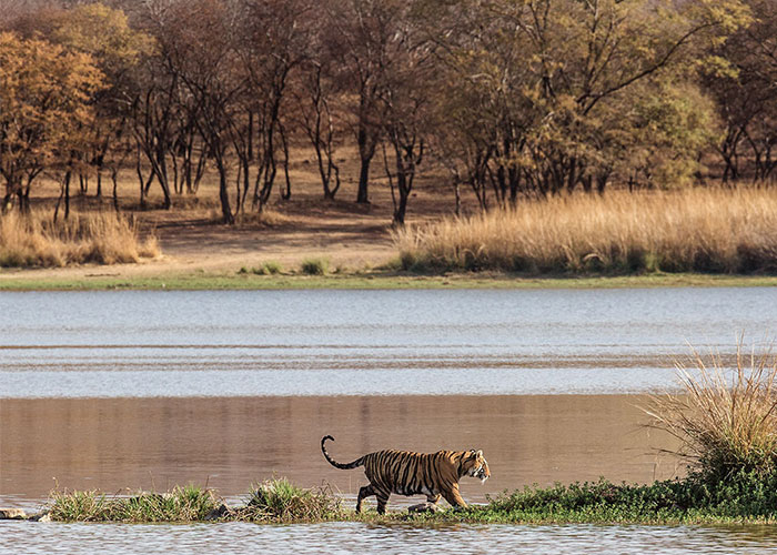 GUDKOV ANDREY/shutterstock.com | Ranthambor
