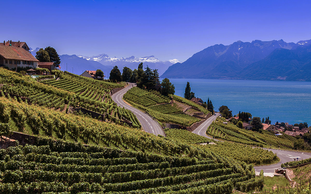 Lavaux, Wein