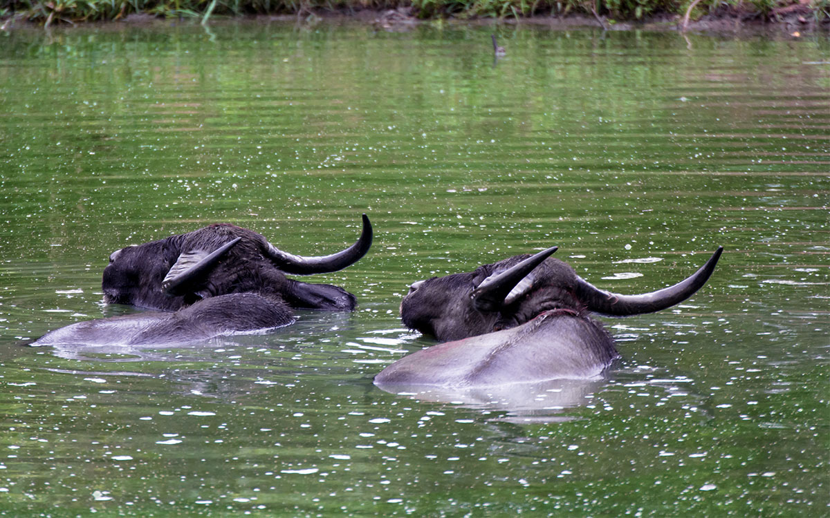 Yala Nationalpark auf Sri Lanka | KAYAK MGZN