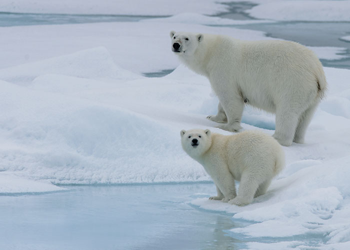 Nur hier, im Norden Kanadas, kommst du den Eisbären zum Greifen nah