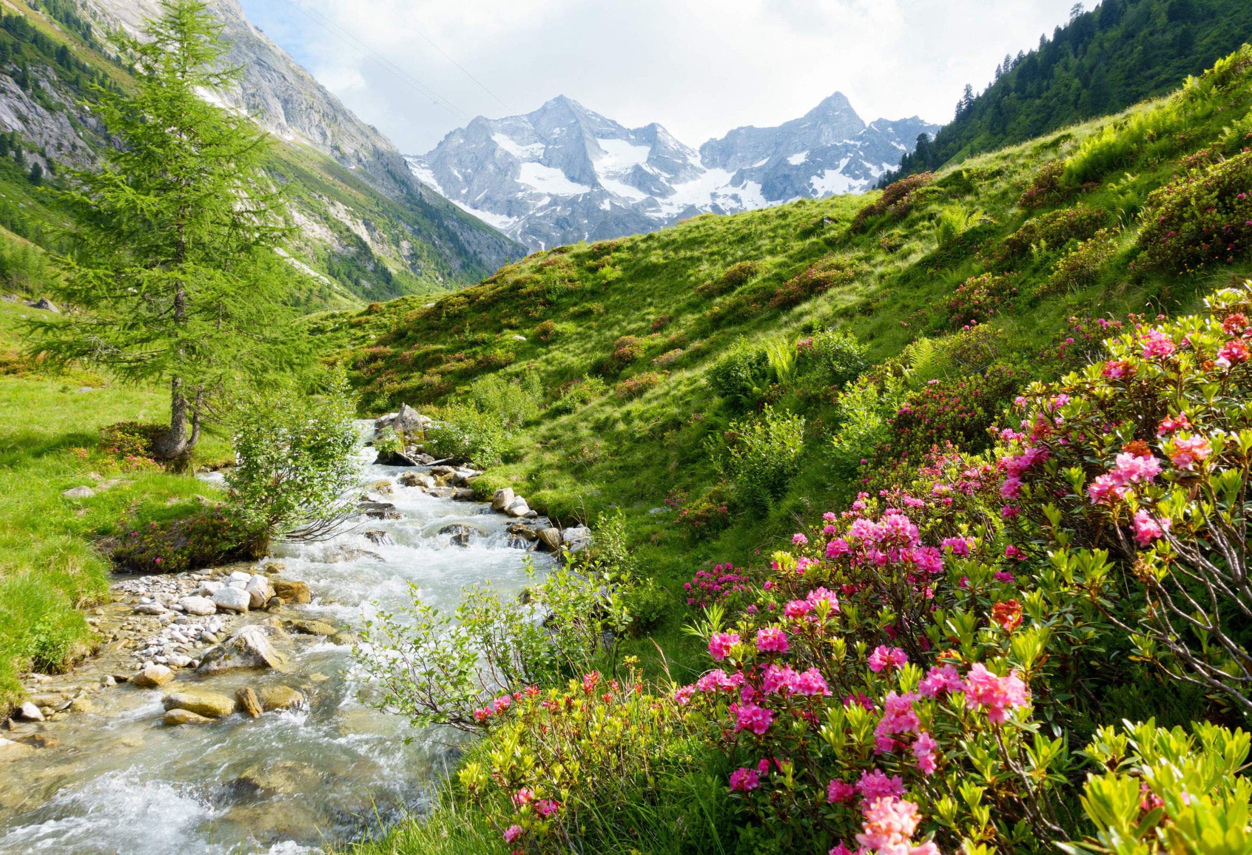 Water flows on a small stream across a valley of lush foliage and colourful flowers with distant views of snow-capped mountains.