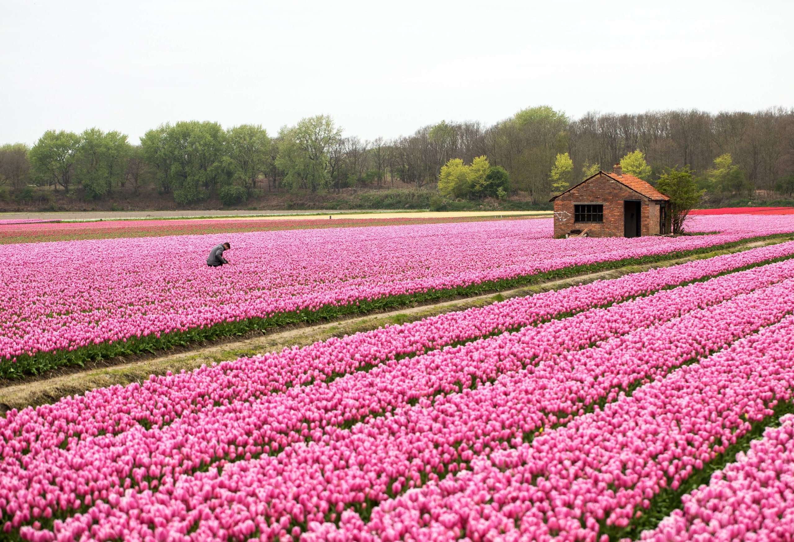 A man works on a lush pink tulip field near an abandoned brick hut enclosed by trees.