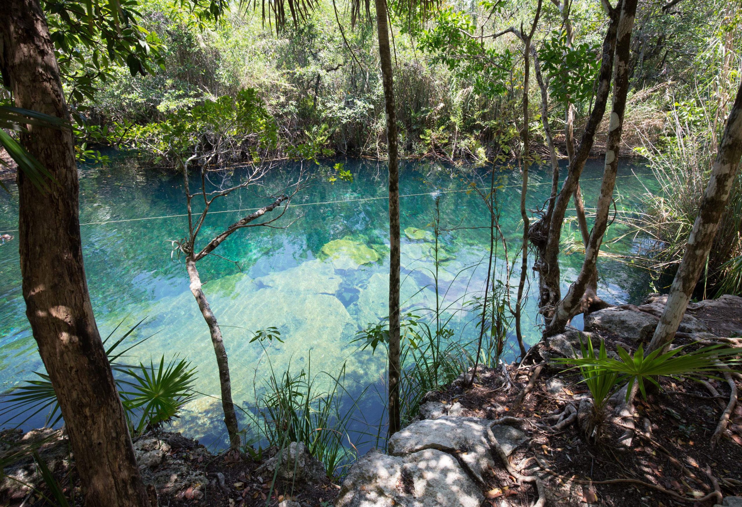 A clear body of water surrounded by a dense foliage.