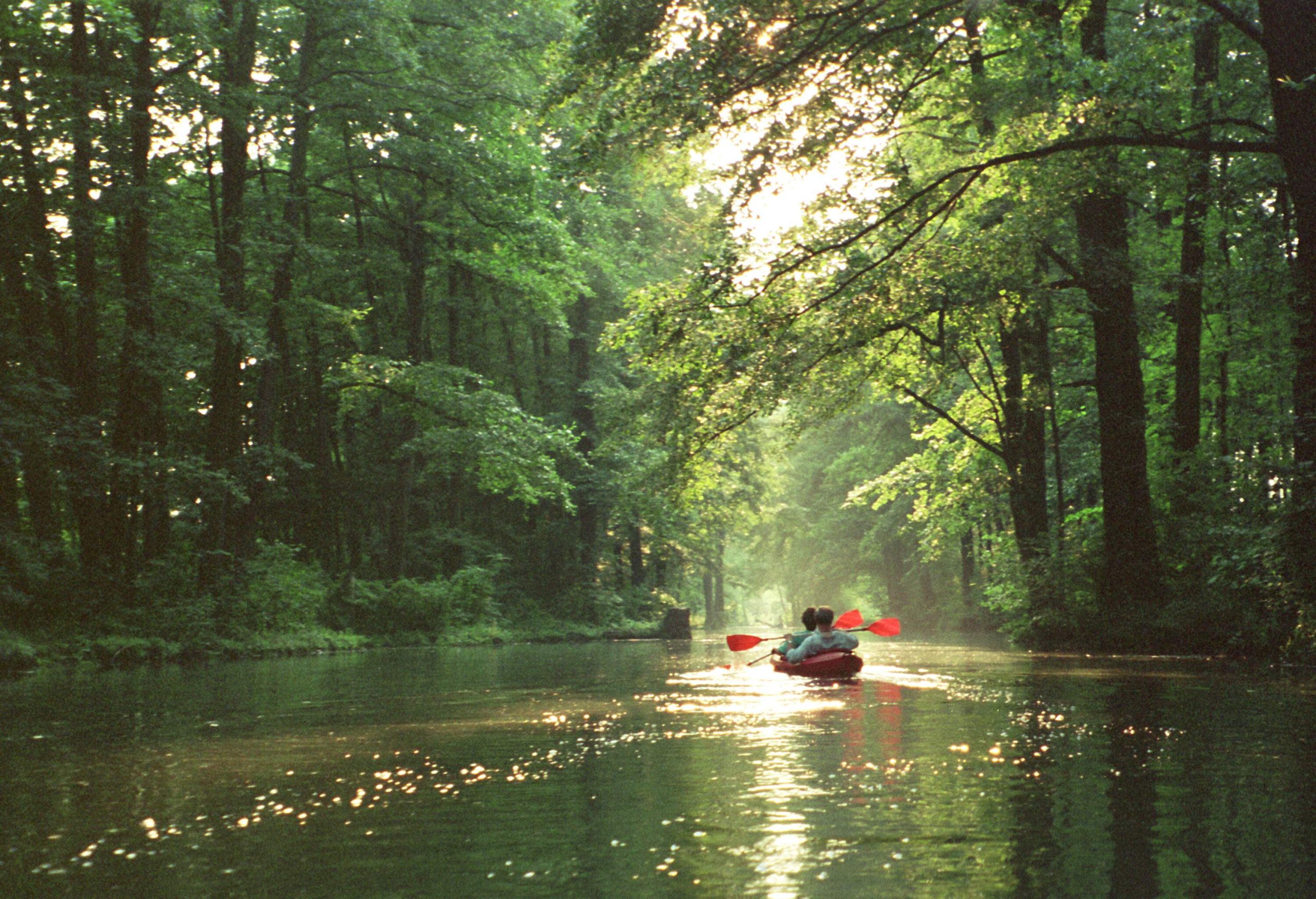 Two people in a red canoe are paddling on a lake lined with tall green trees in a forest.