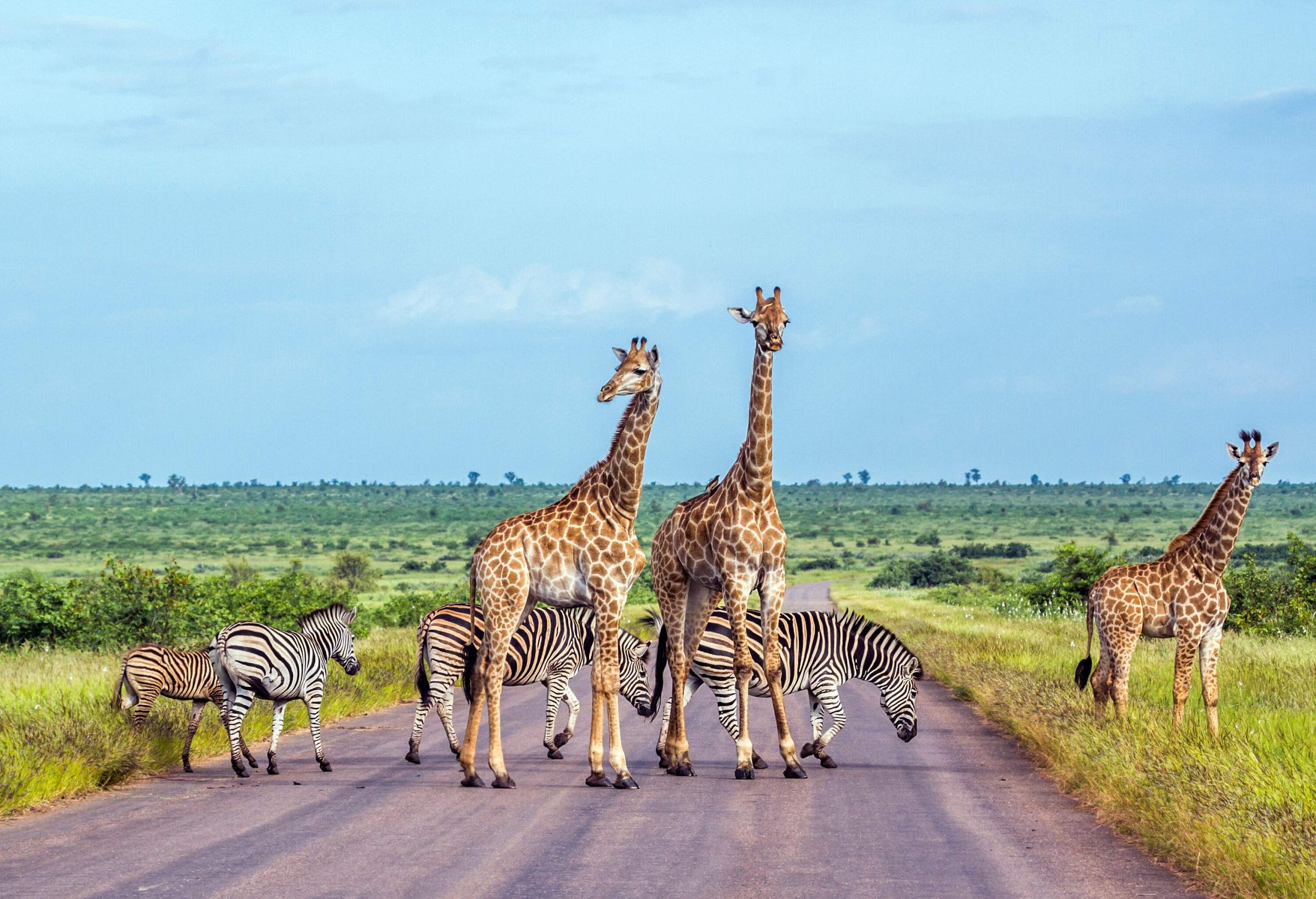 Giraffes and zebras crossing the road on the vast plains.