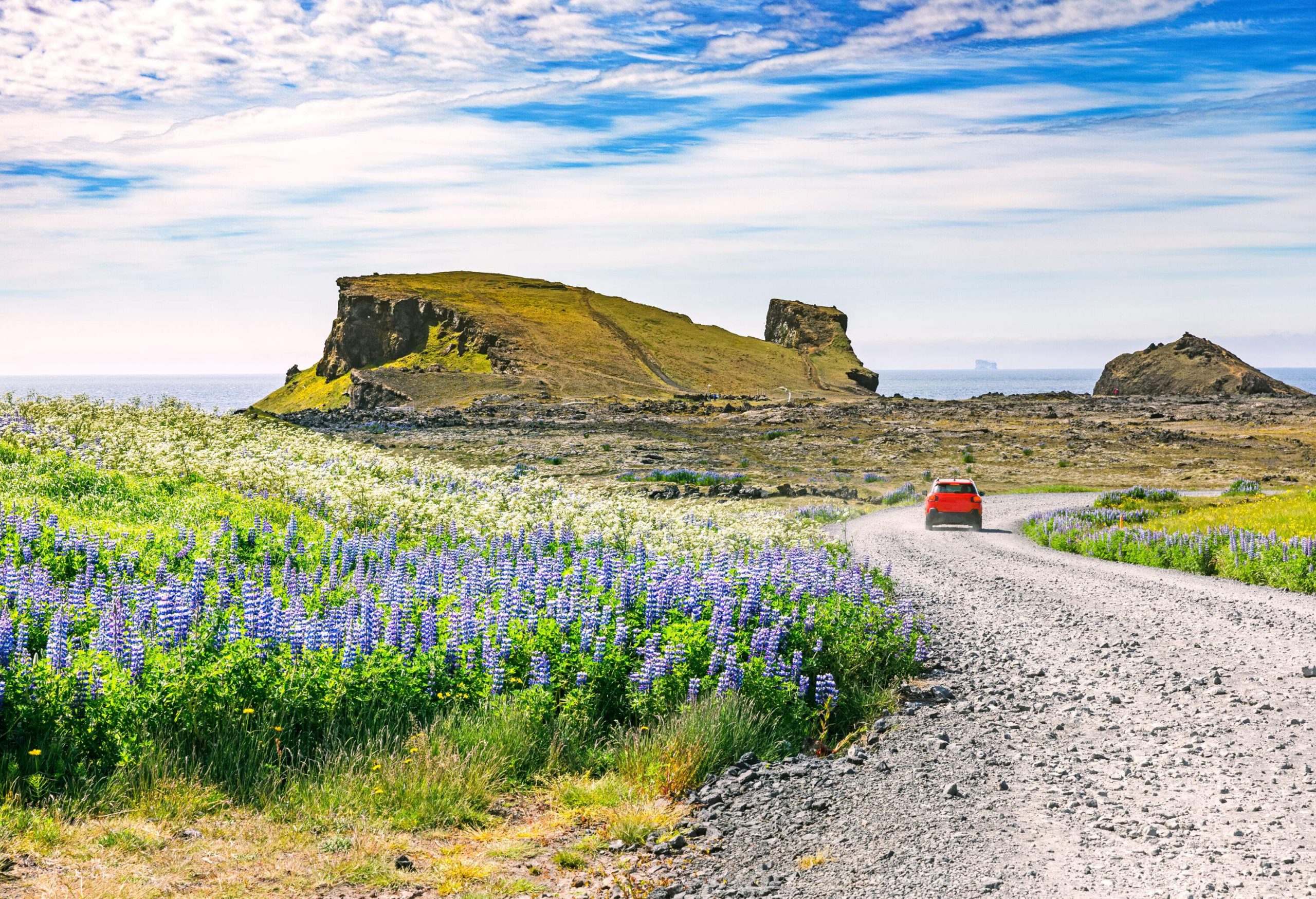 A red car travelling on an unpaved road in the middle of a field of lush lupine flowers in full bloom next to an iconic rock mountain.
