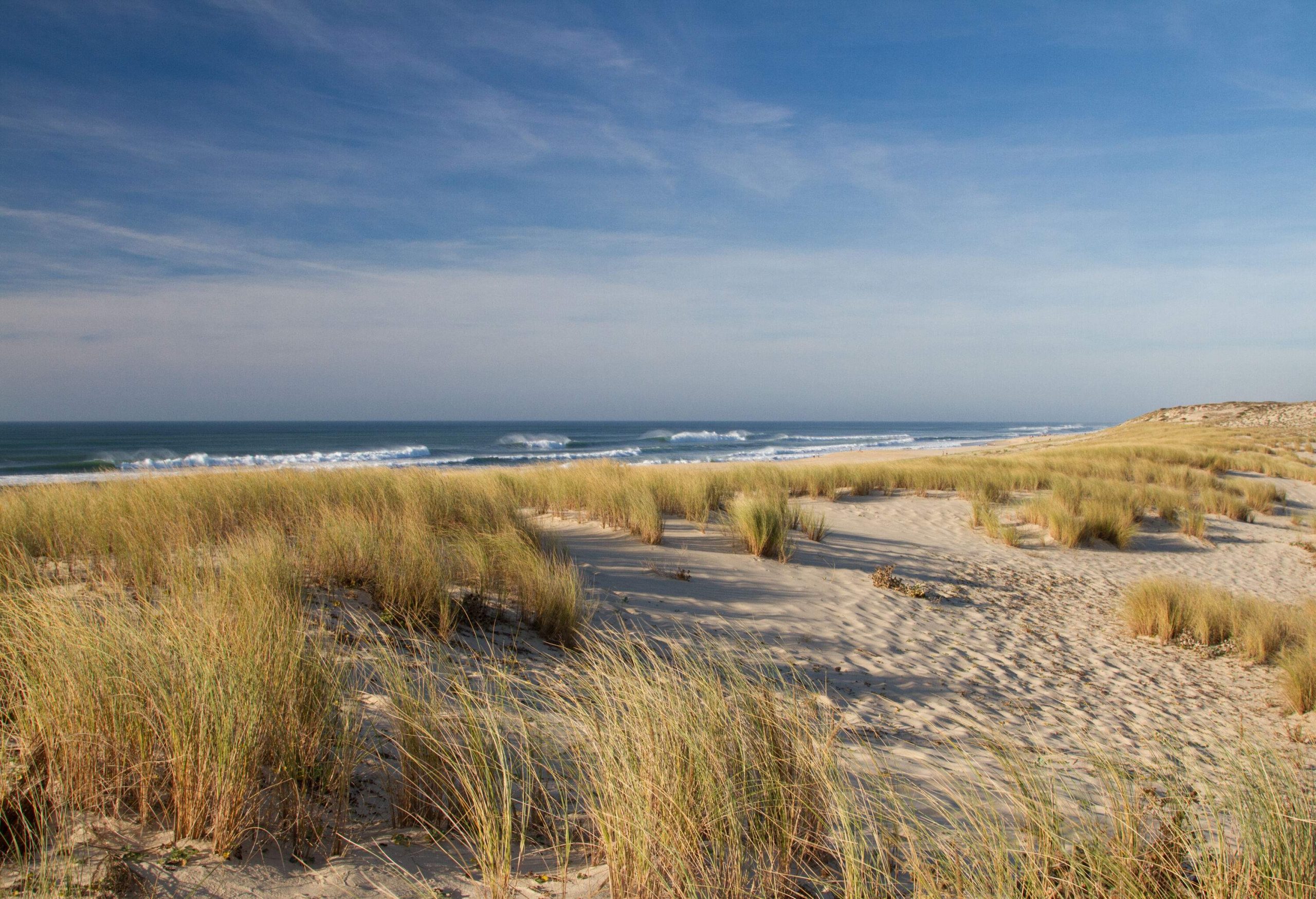 Patches of beach grass growing in powdery sand.