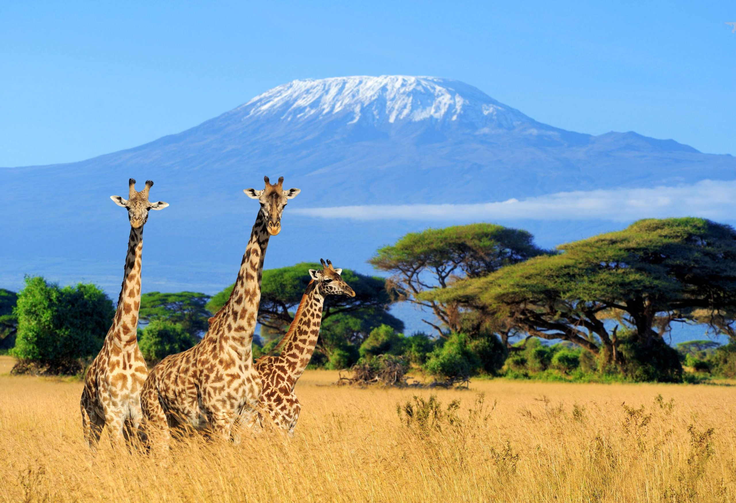 Three giraffes in the wild with tall green trees and a snow-dusted mountain in the background.
