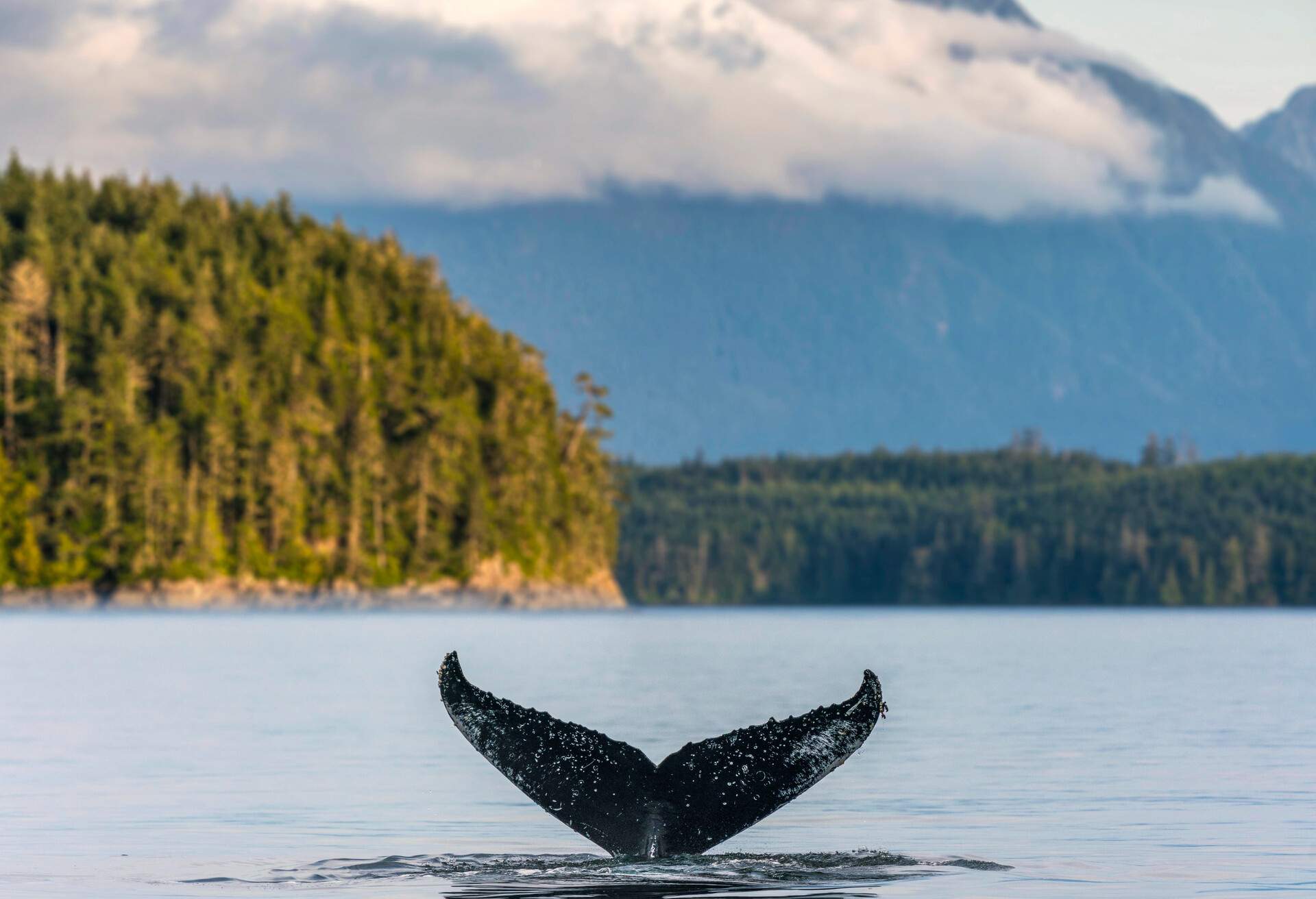 A black whale's tail emerges from the surface of the water.