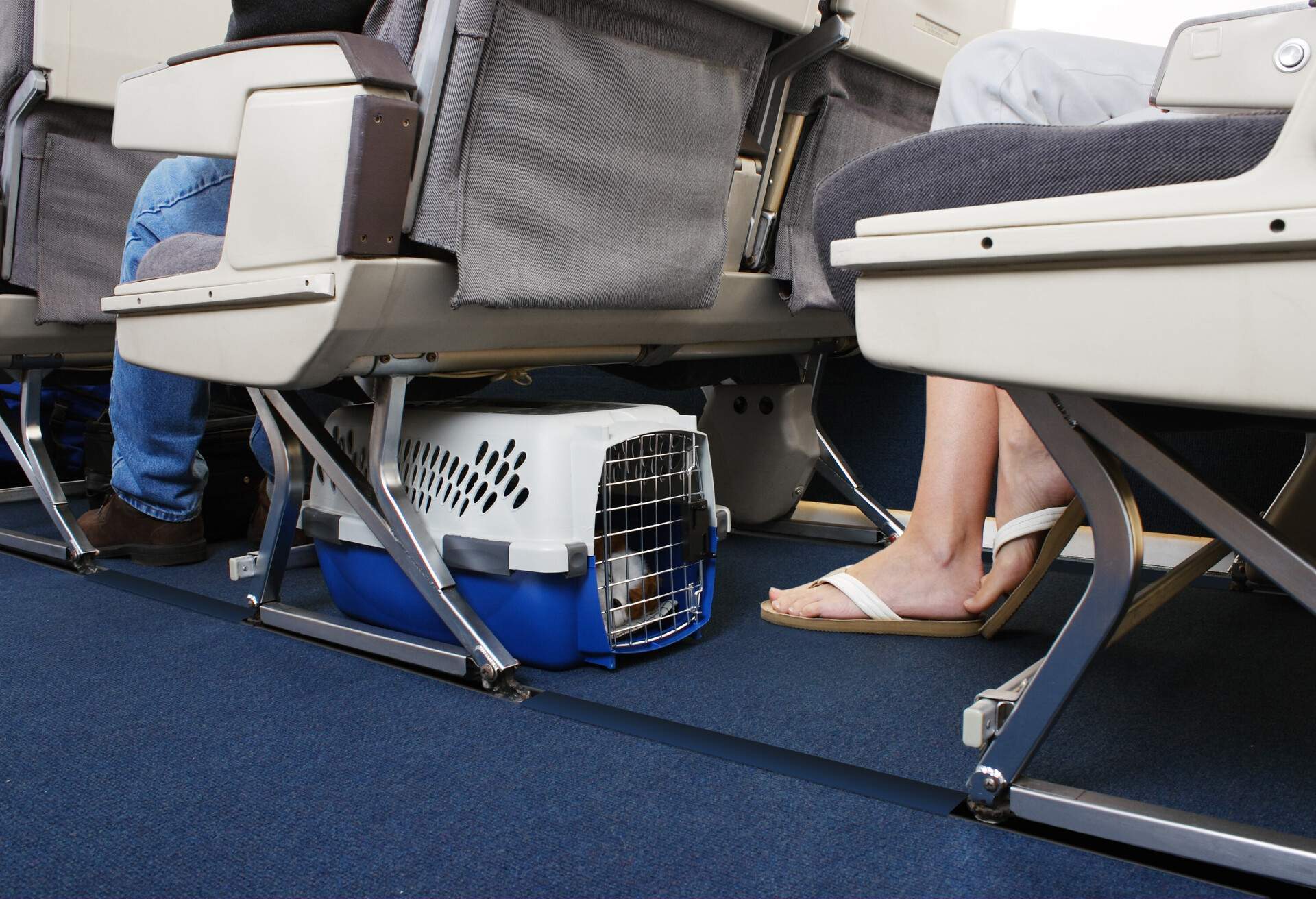 Animal pet in a cage under a seat on an airplane