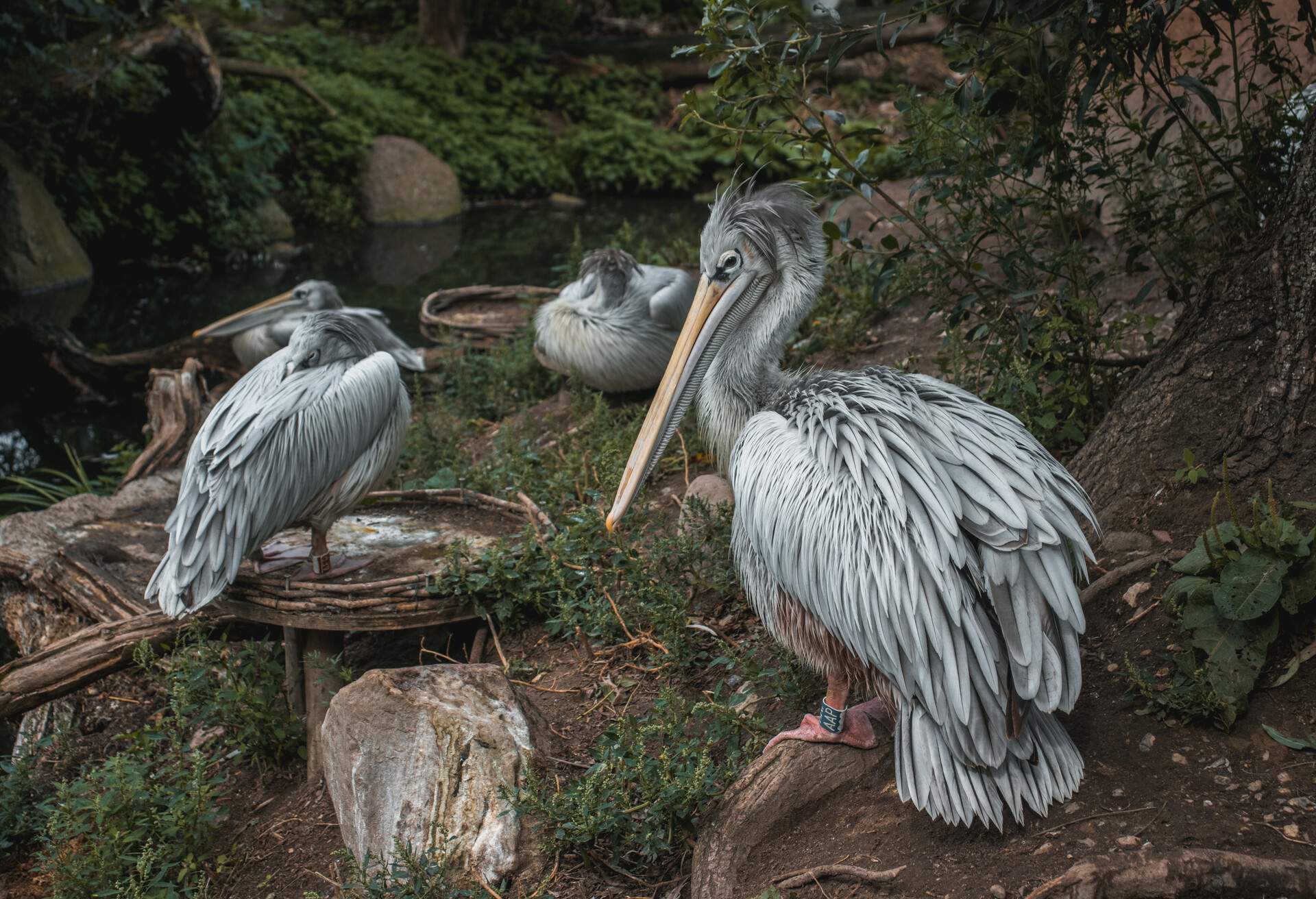 A squadron of pelicans resting beside a swamp.