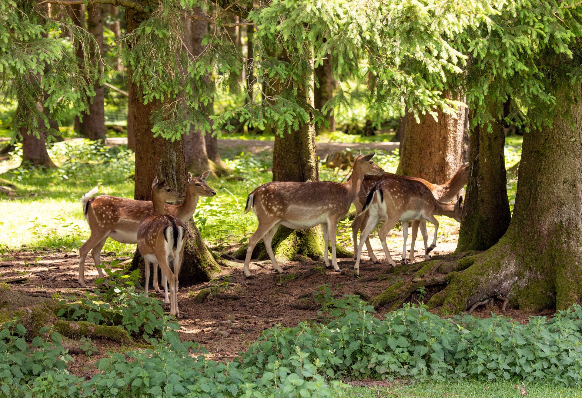 Deers in nature, at the Aying Bergtierpark, Germany.