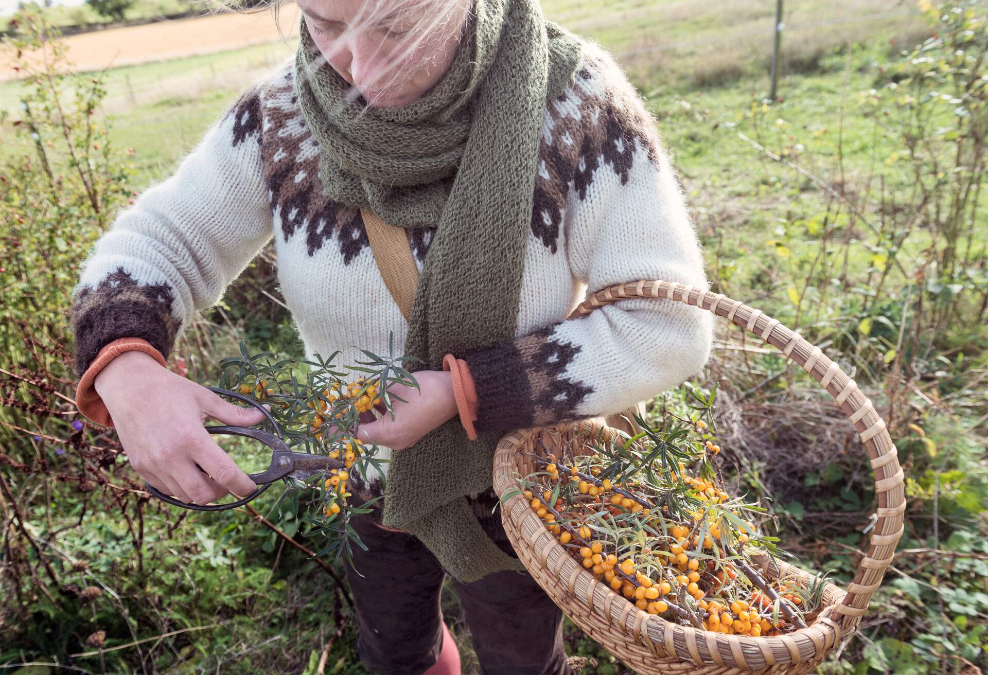 A food collector, with a basket of orange havtorn berries, pruning a stem.