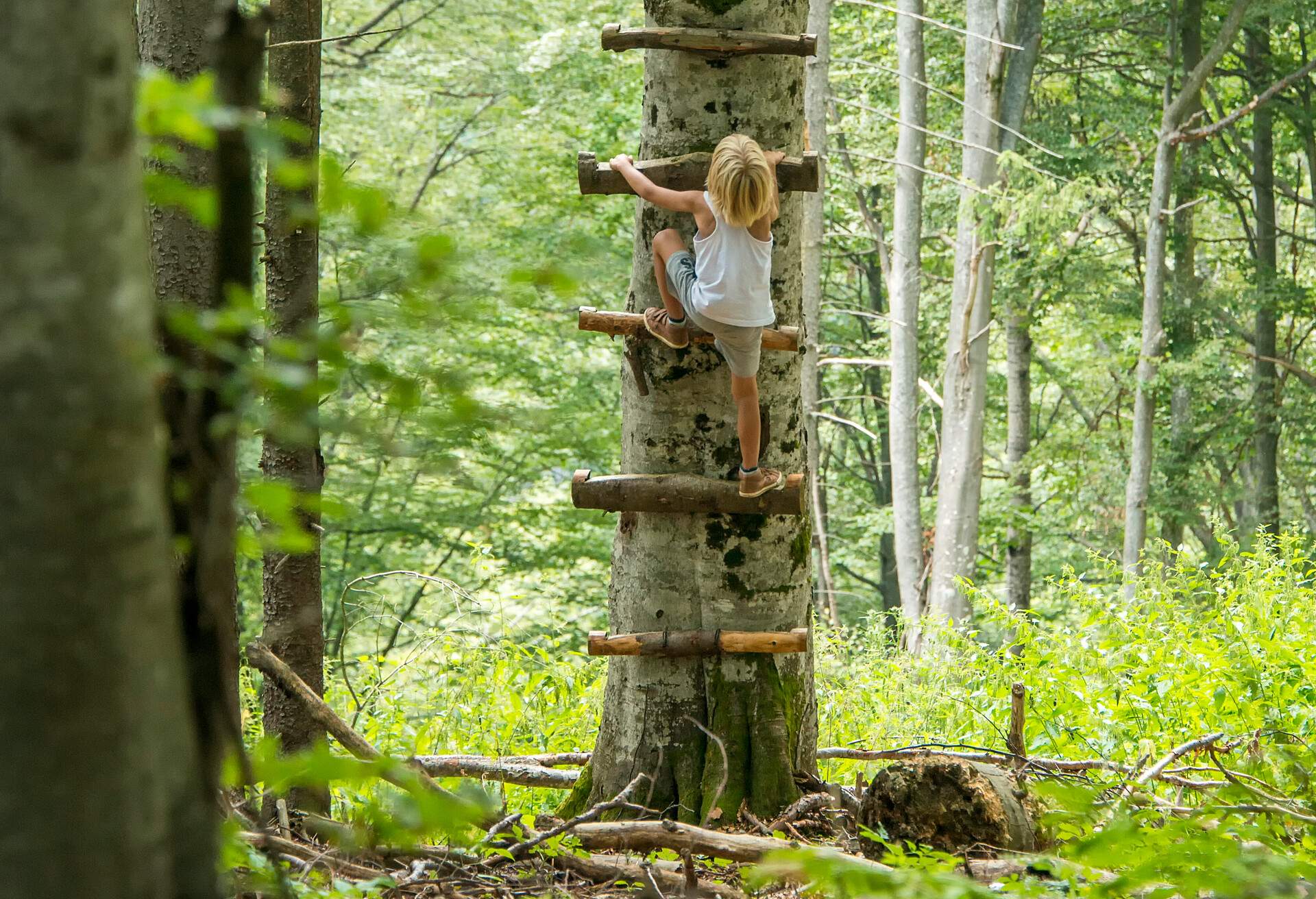 A child ascends a wooden ladder, carefully crafted with nails affixed to a sturdy tree.
