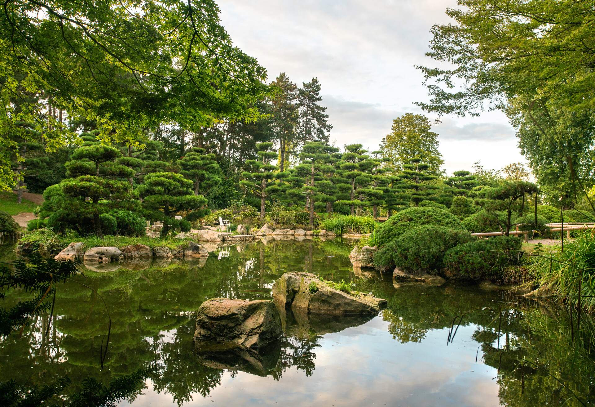 Japanese garden in NORDPARK in Dusseldorf with pond and topiary trees and bushes and and KOI carps and rocks in water and japanese maples in left corner.