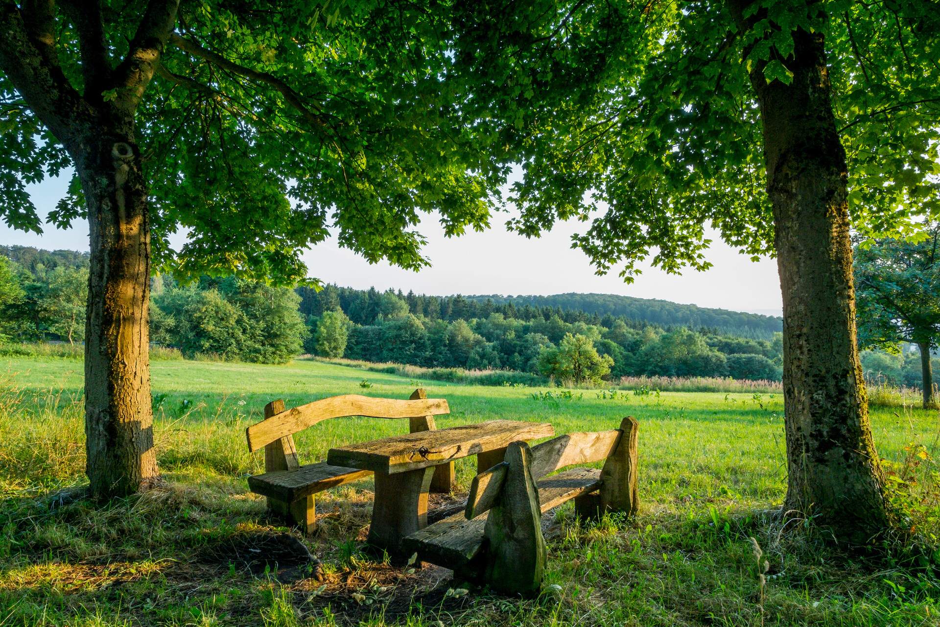 Wooden bench under tree in green landscape, Habichtswald, Hessen, Germany