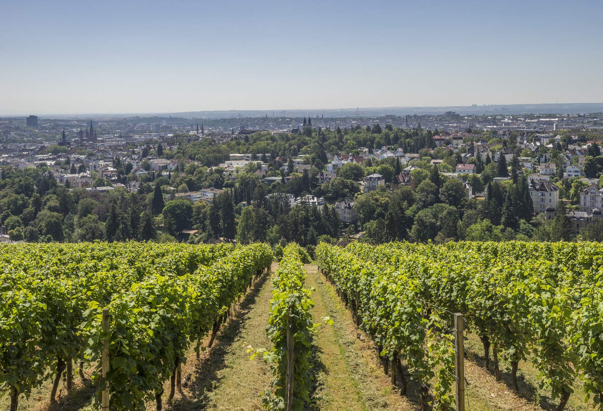 A hillside vineyard with panoramic views of the city below it.